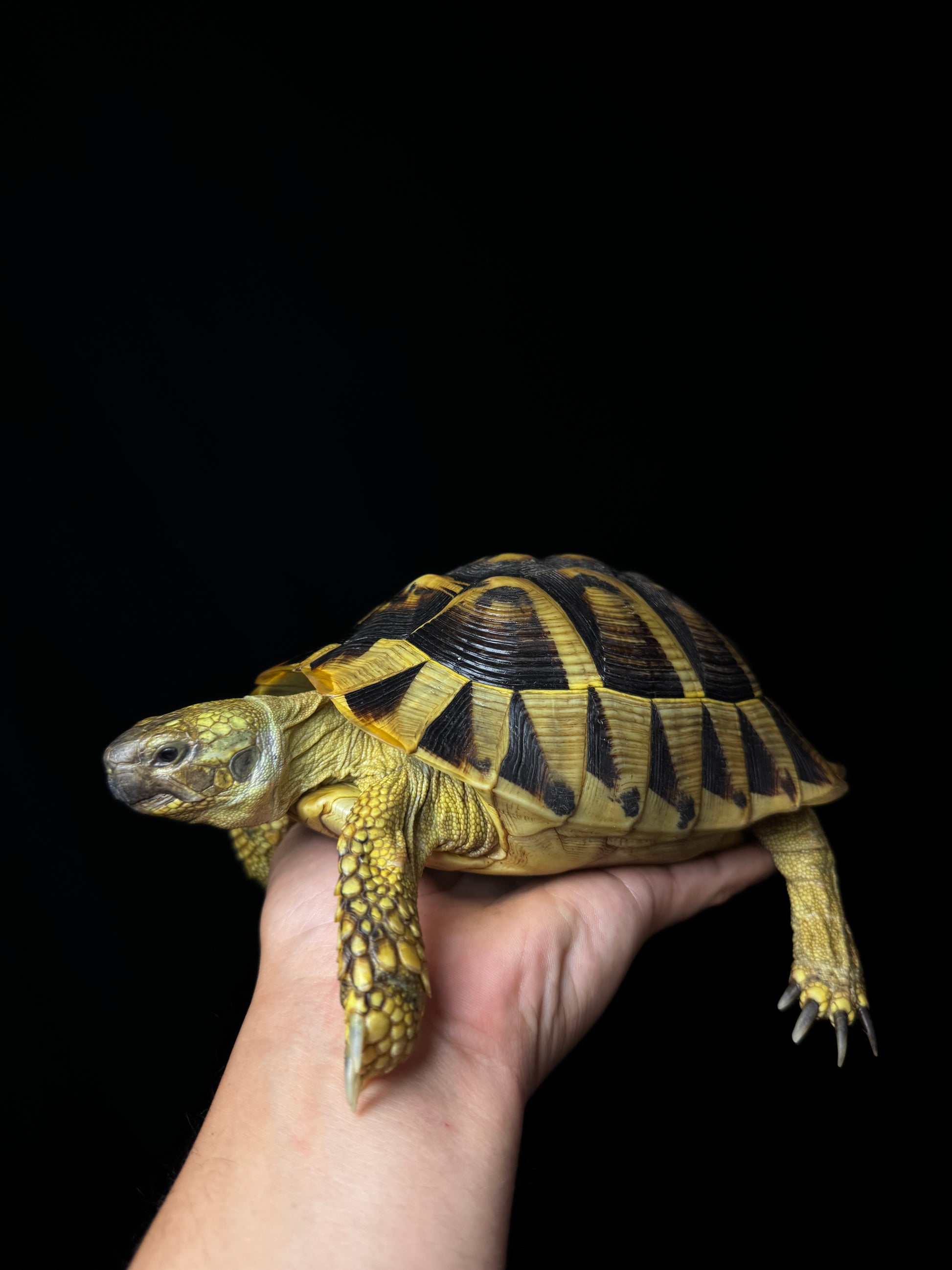 CB Breeder Tortoise Female #3