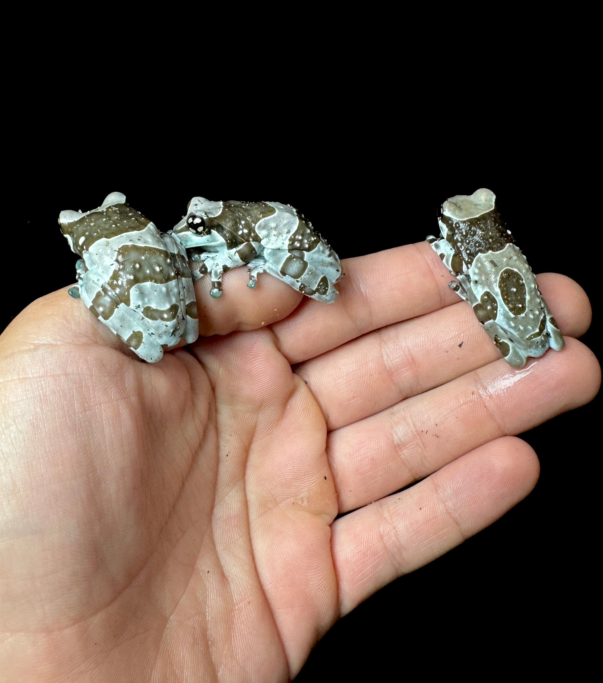 USA CB Milk Frog Medium!