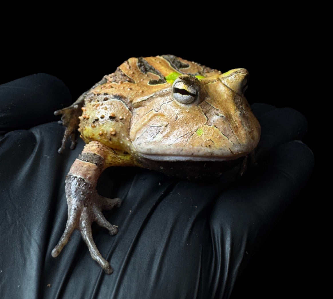 Green Horned Frog