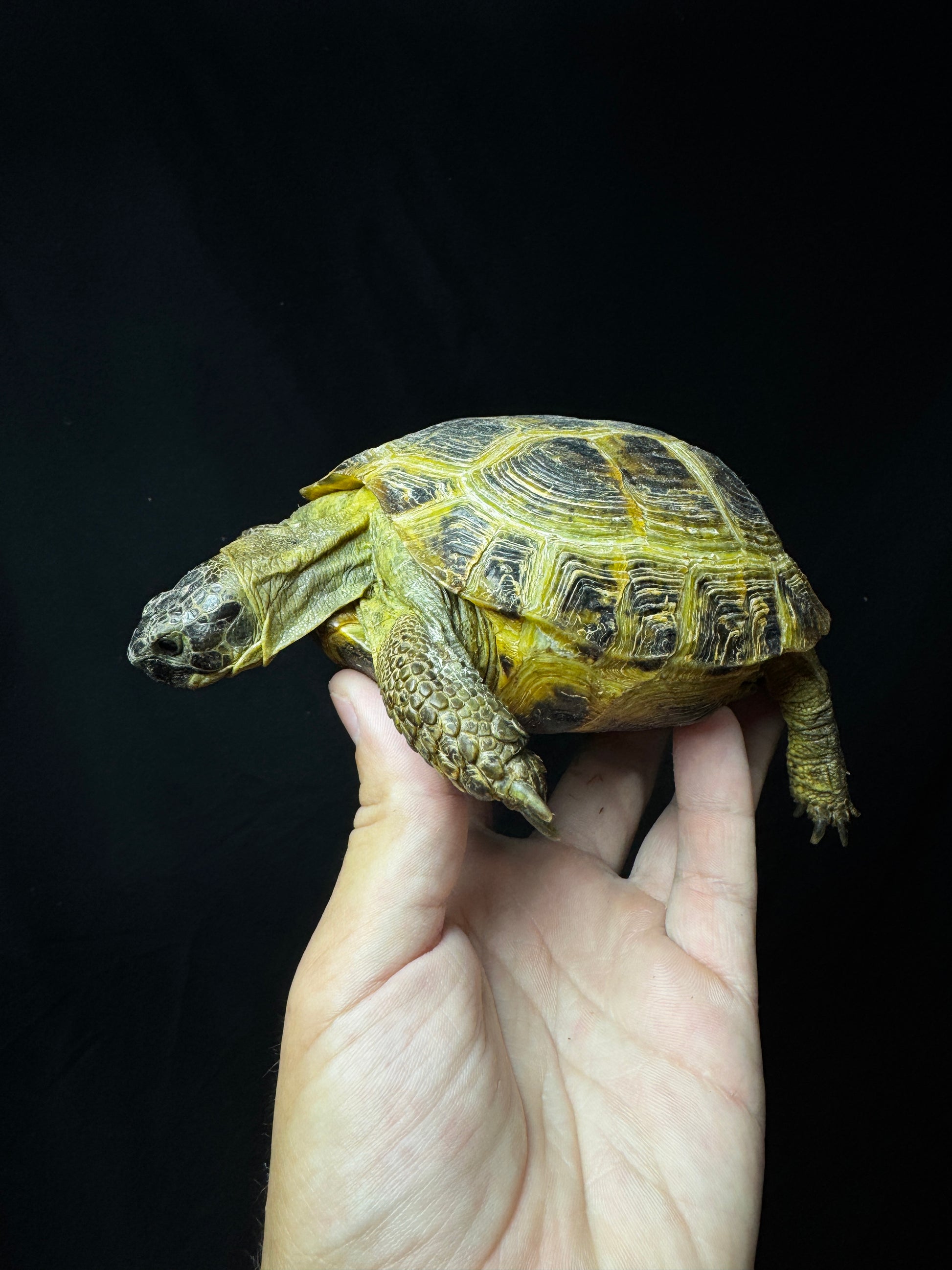 Female Russian Tortoise #22