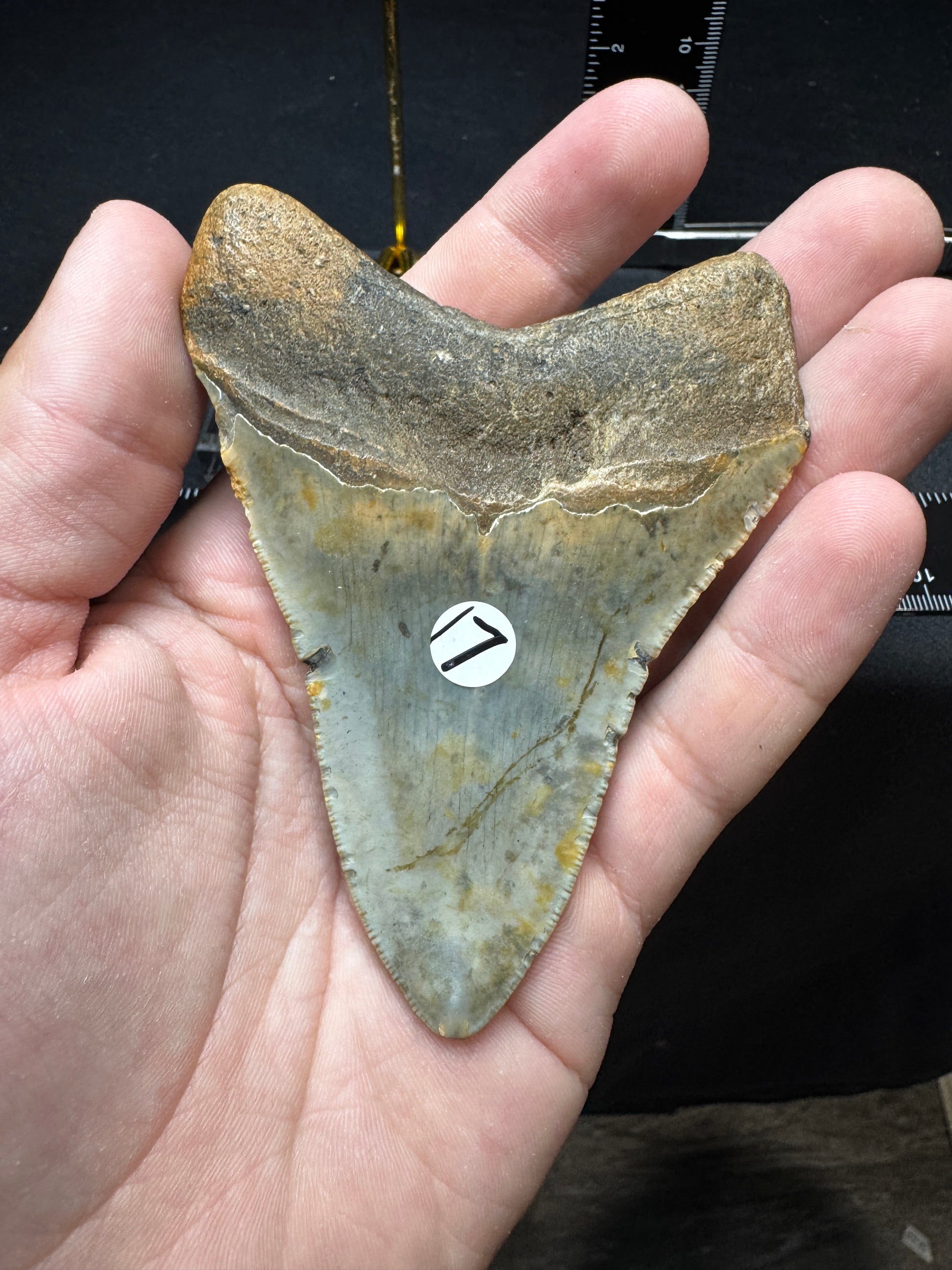 #17 3.9” Meg Tooth