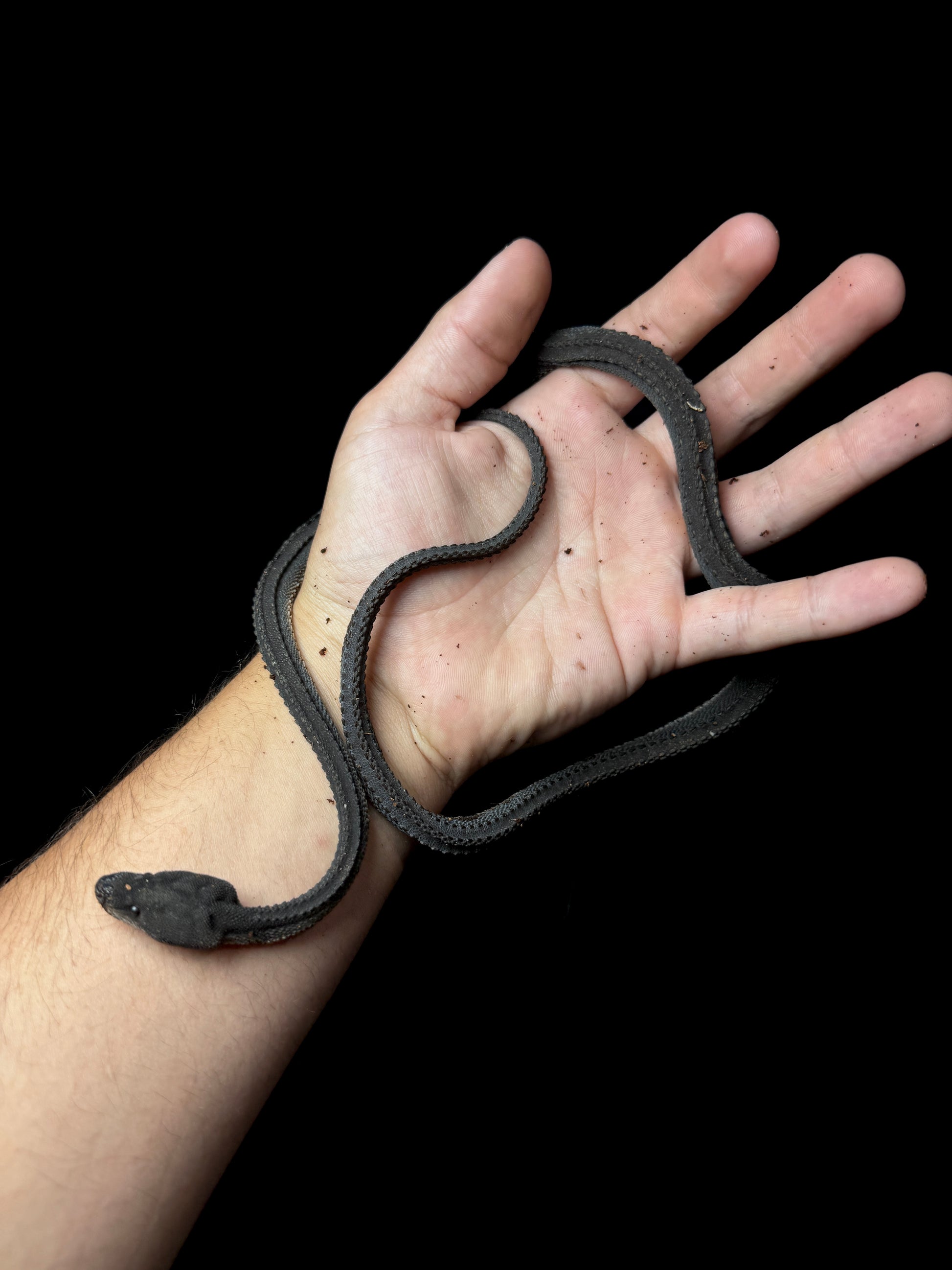 GIANT Dragon Snake!