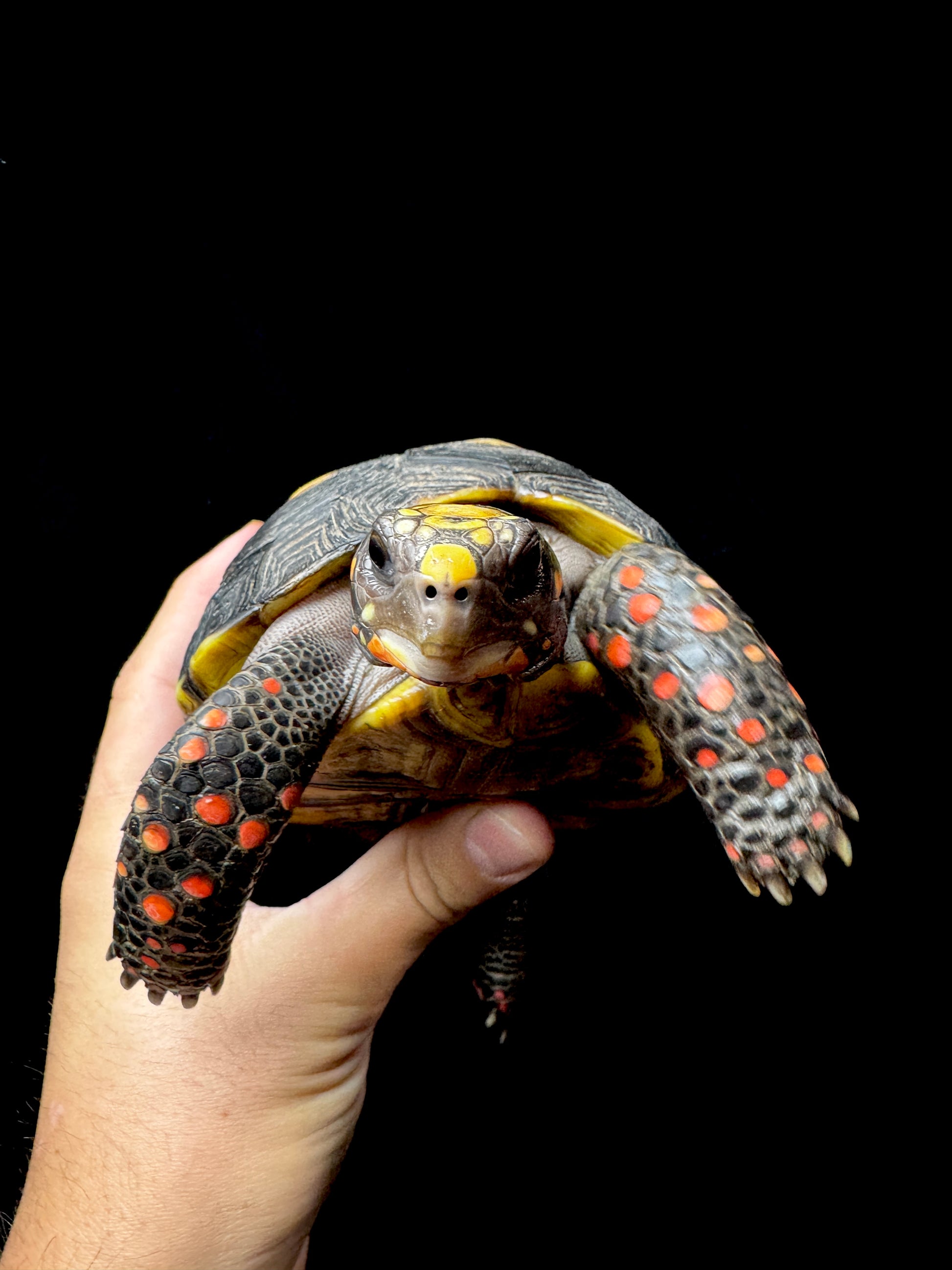 #2 USACB Female Medium RedFoot Tortoise