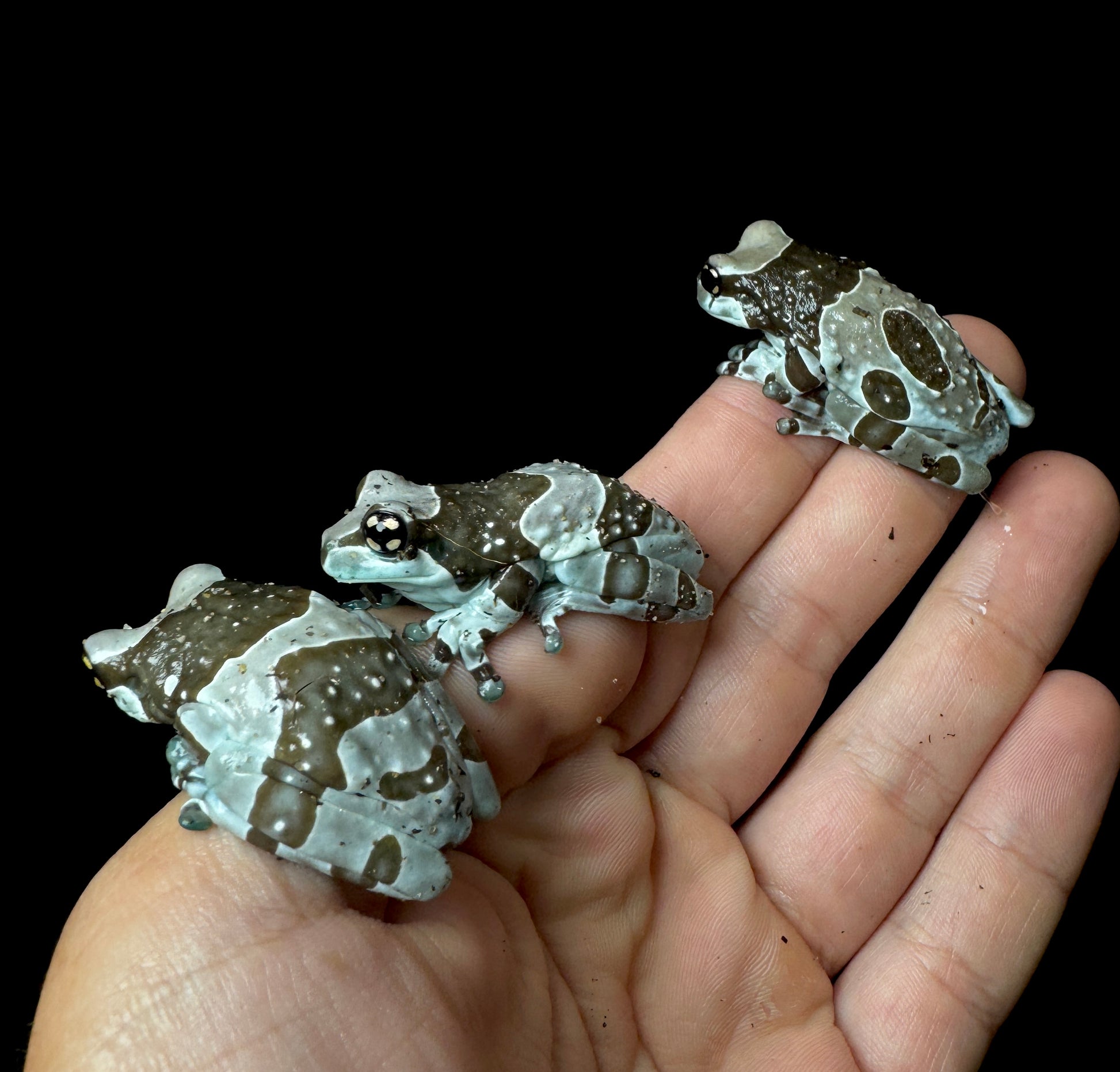 USA CB Milk Frog Medium!