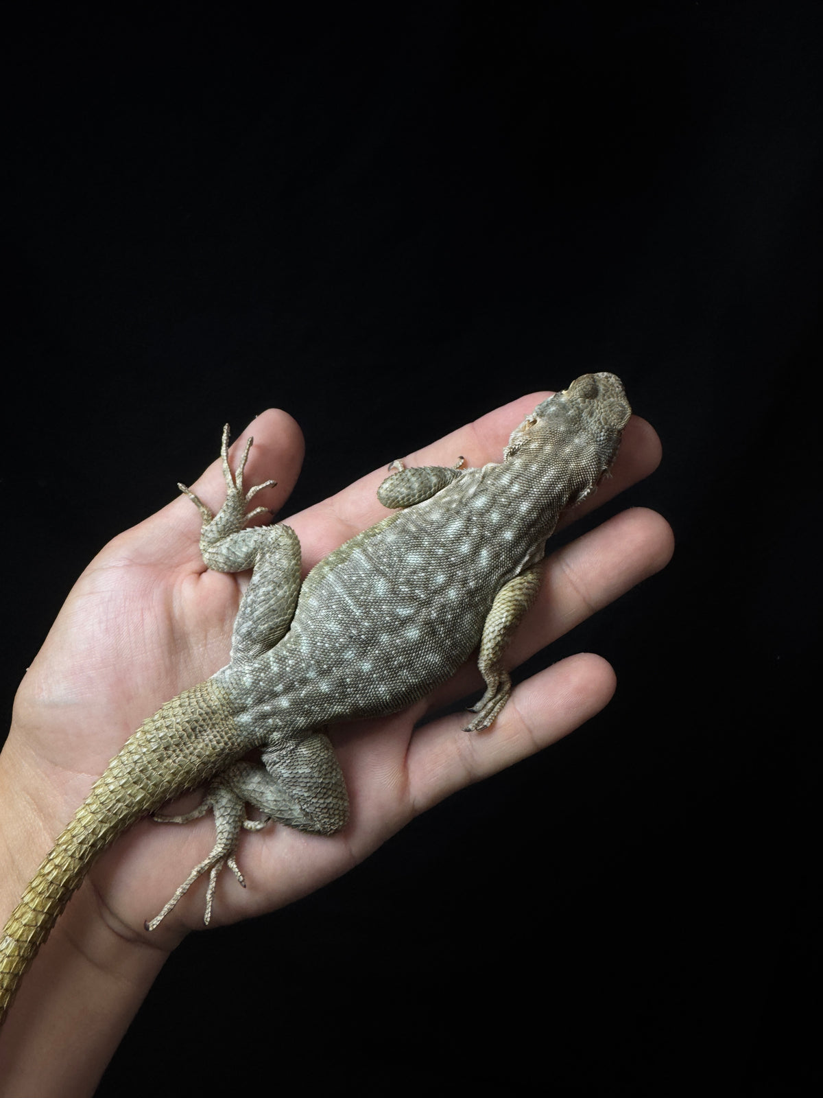 Blue Madagascar Iguana