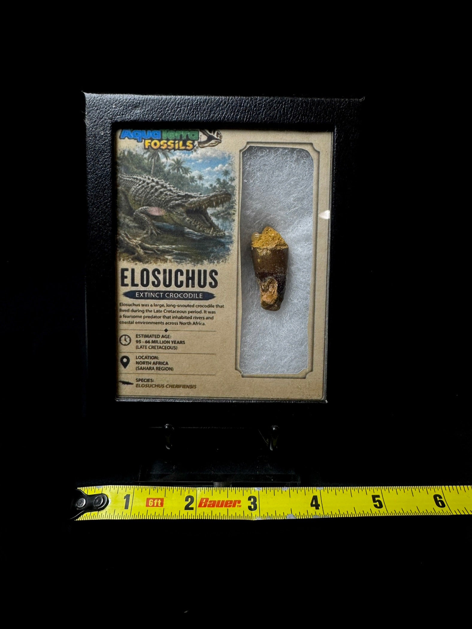 Extinct Crocodile Tooth! (Elosuchus)