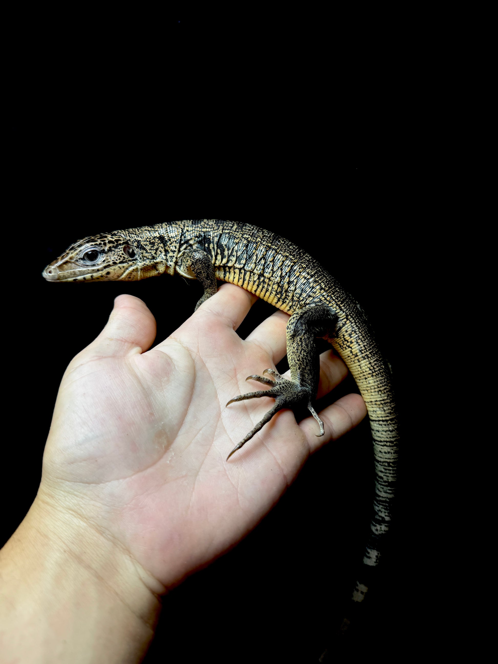 #1 Golden Tegu