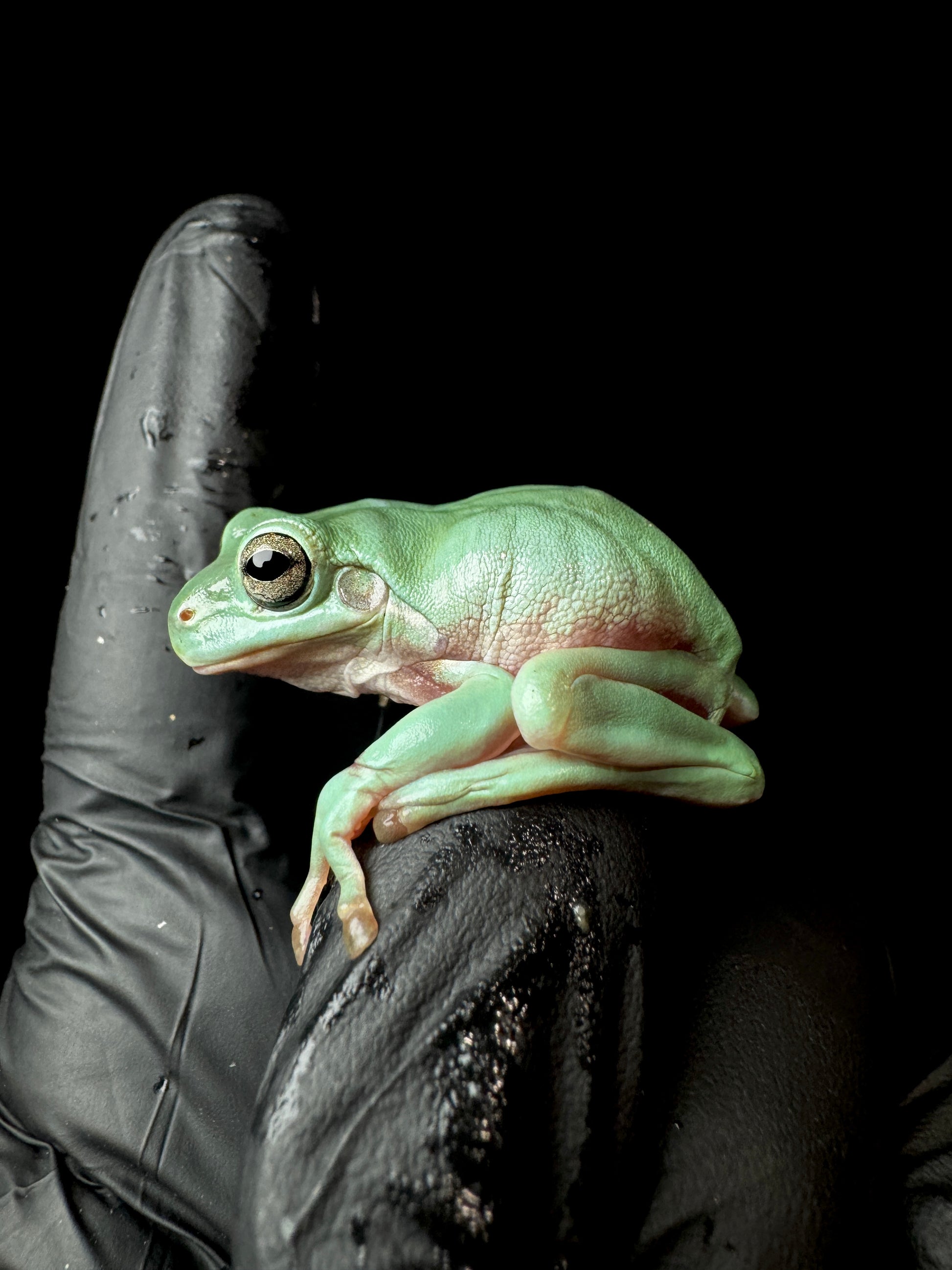 USACB Medium Dumpy Frog