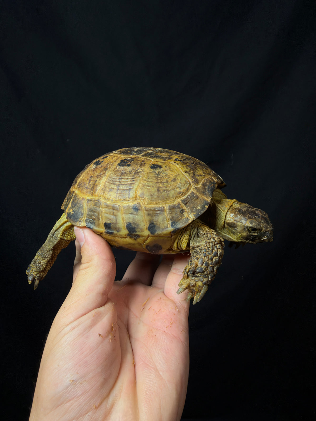#8 Russian Tortoise Male