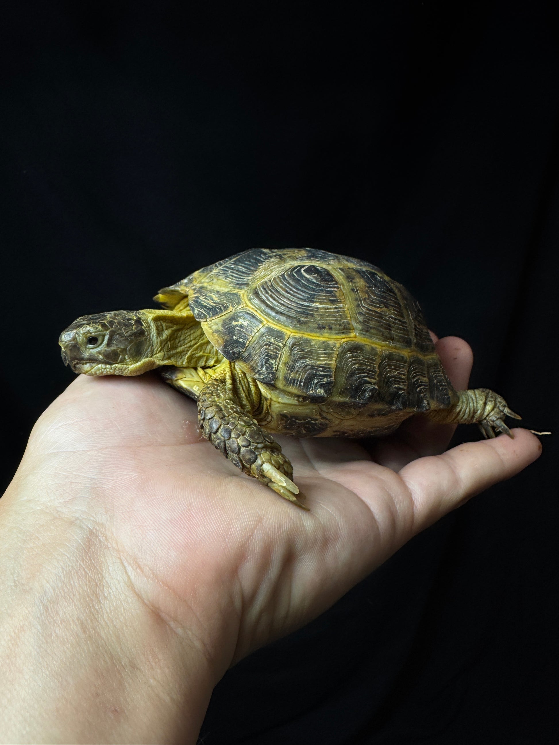 Exact Russian Tortoise Female #4