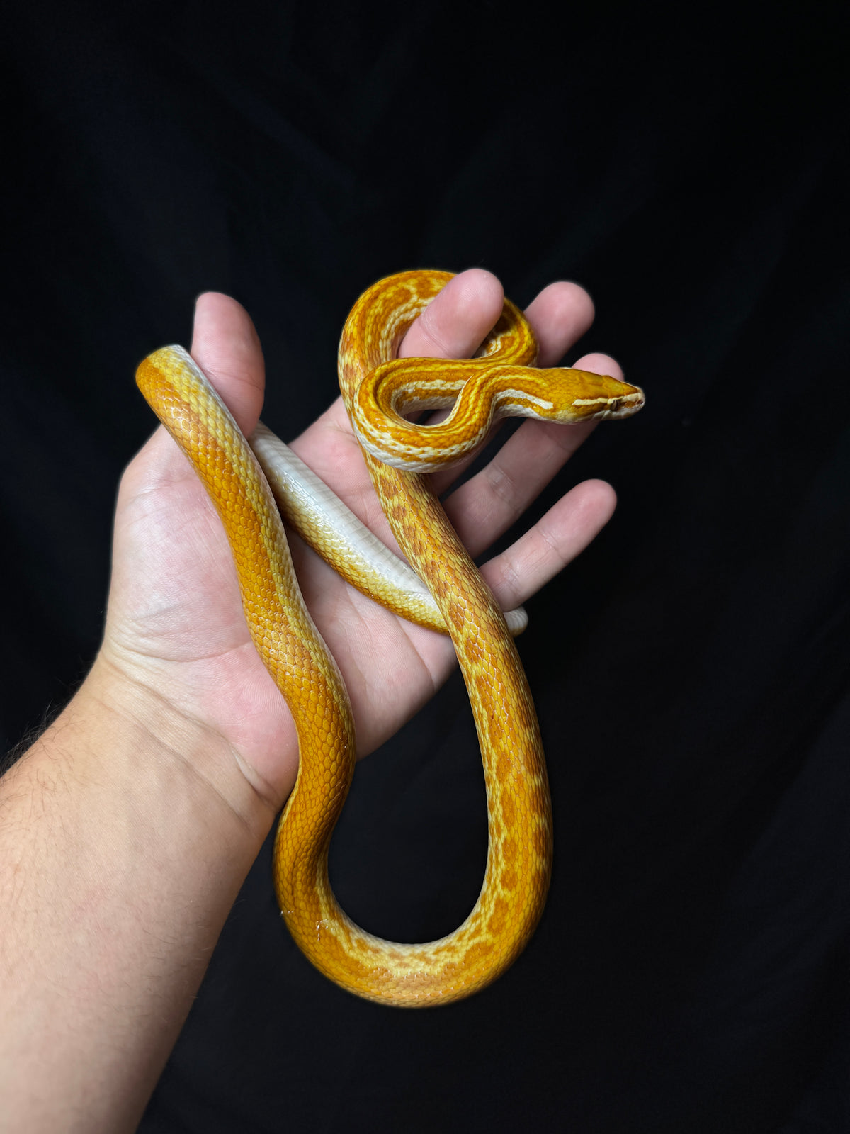 Male Albino T- Het T+ House Snake