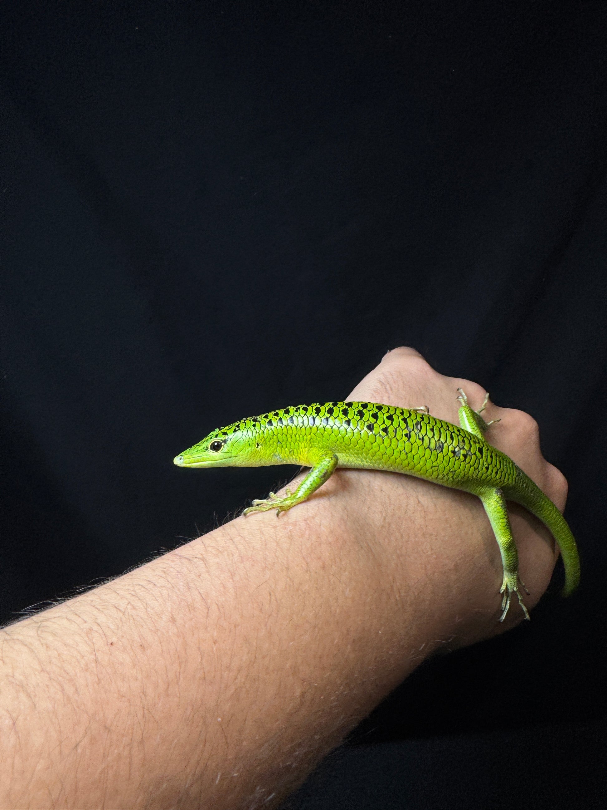 #11 XXL Male Baby Black Spotted Emerald Tree Skink