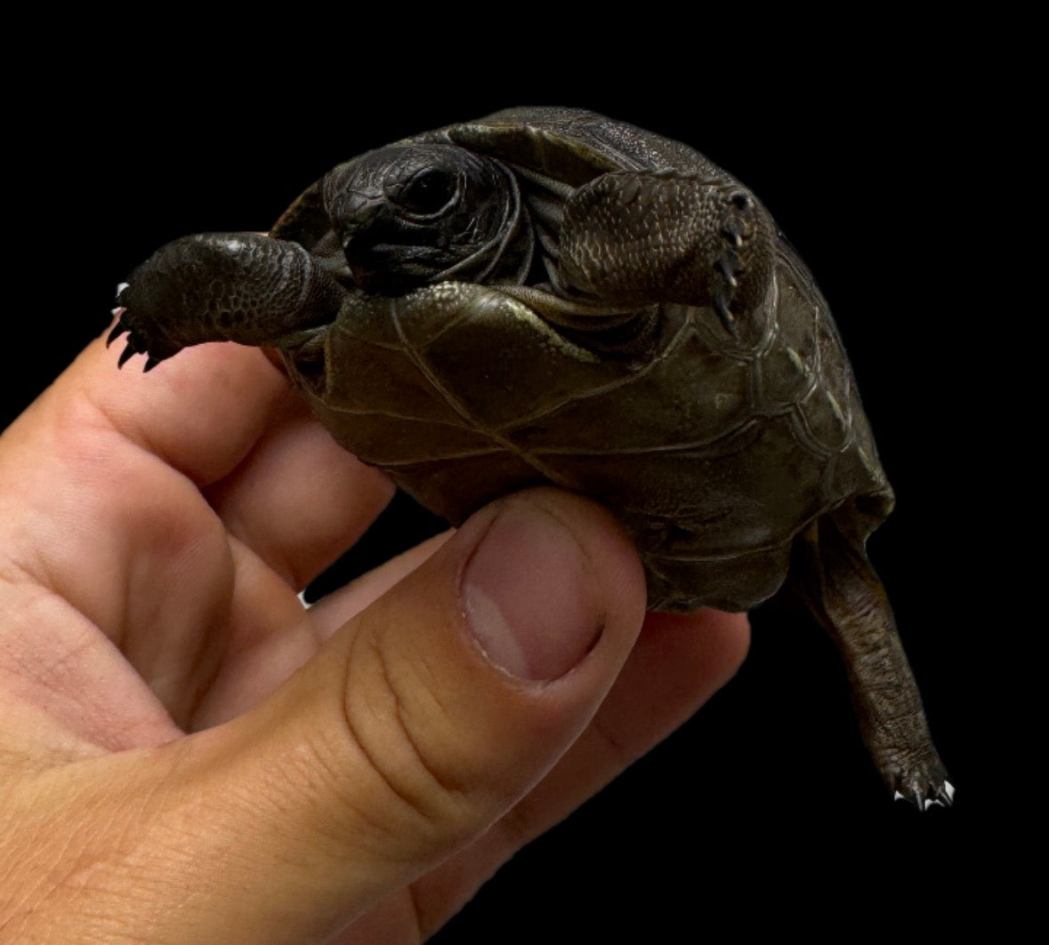 Baby USA CB Aldabra