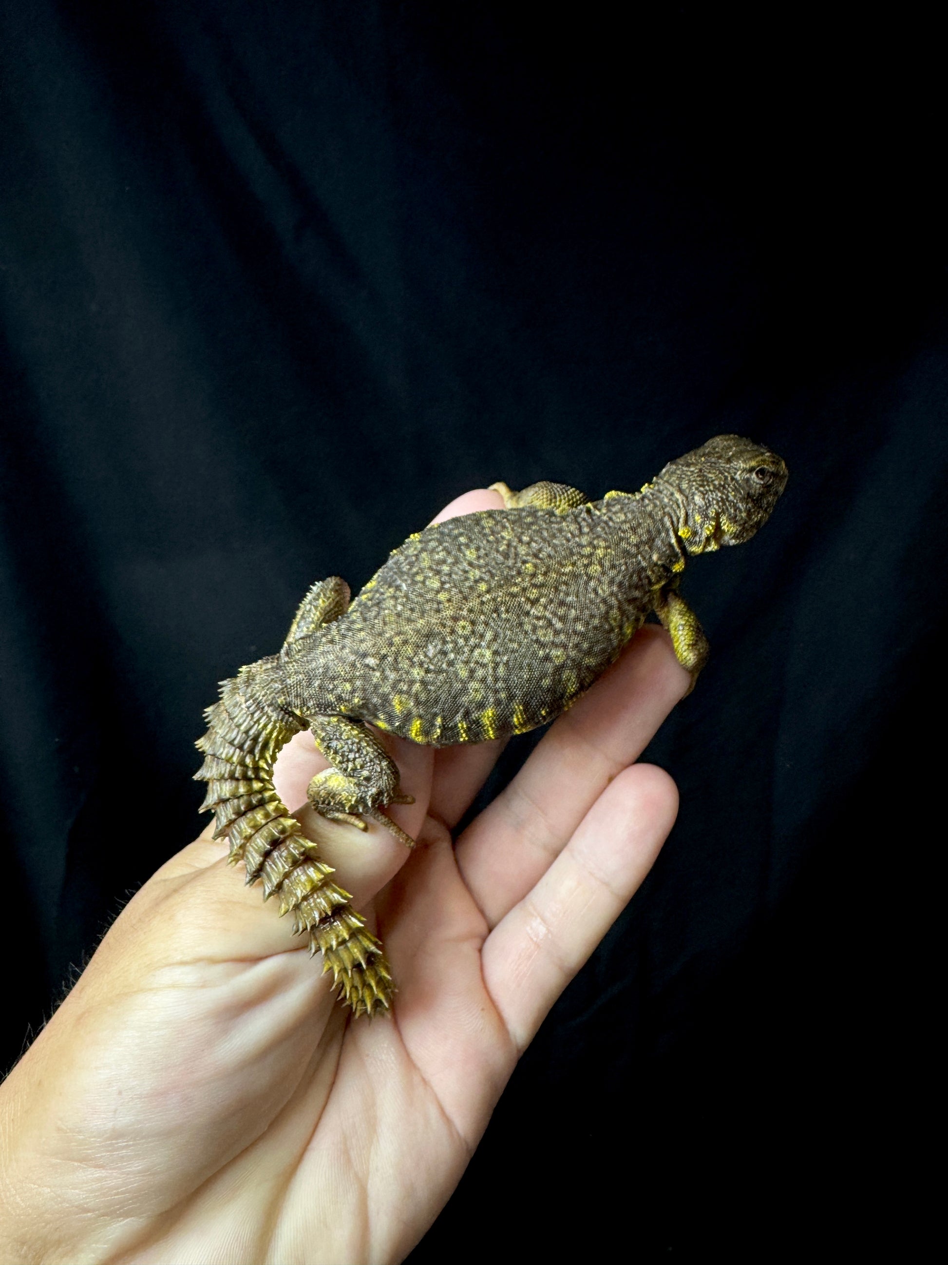 EXACT Baby Yellow Uromastyx #1