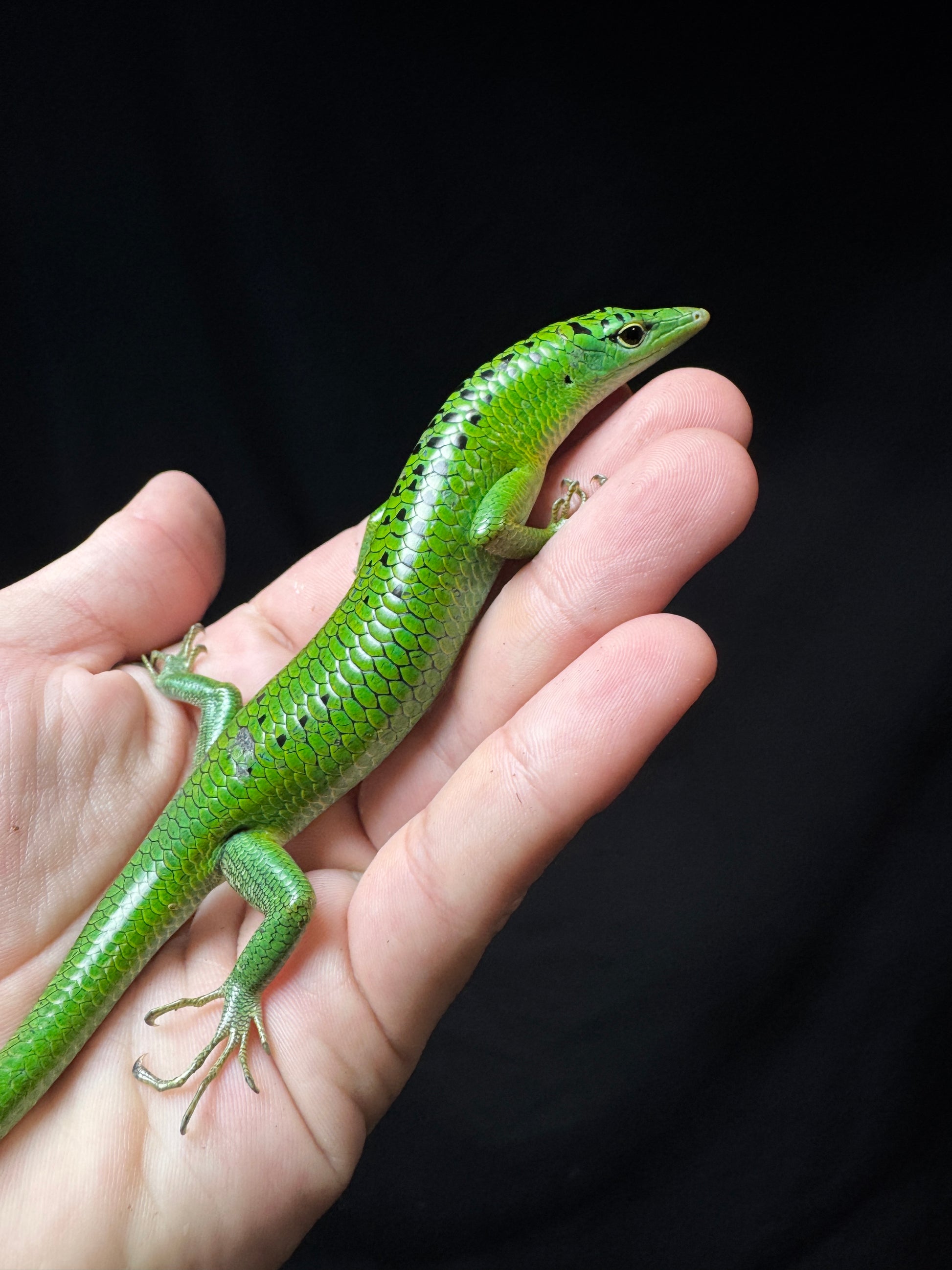 #3 Female Black Spotted Emerald Tree Skink