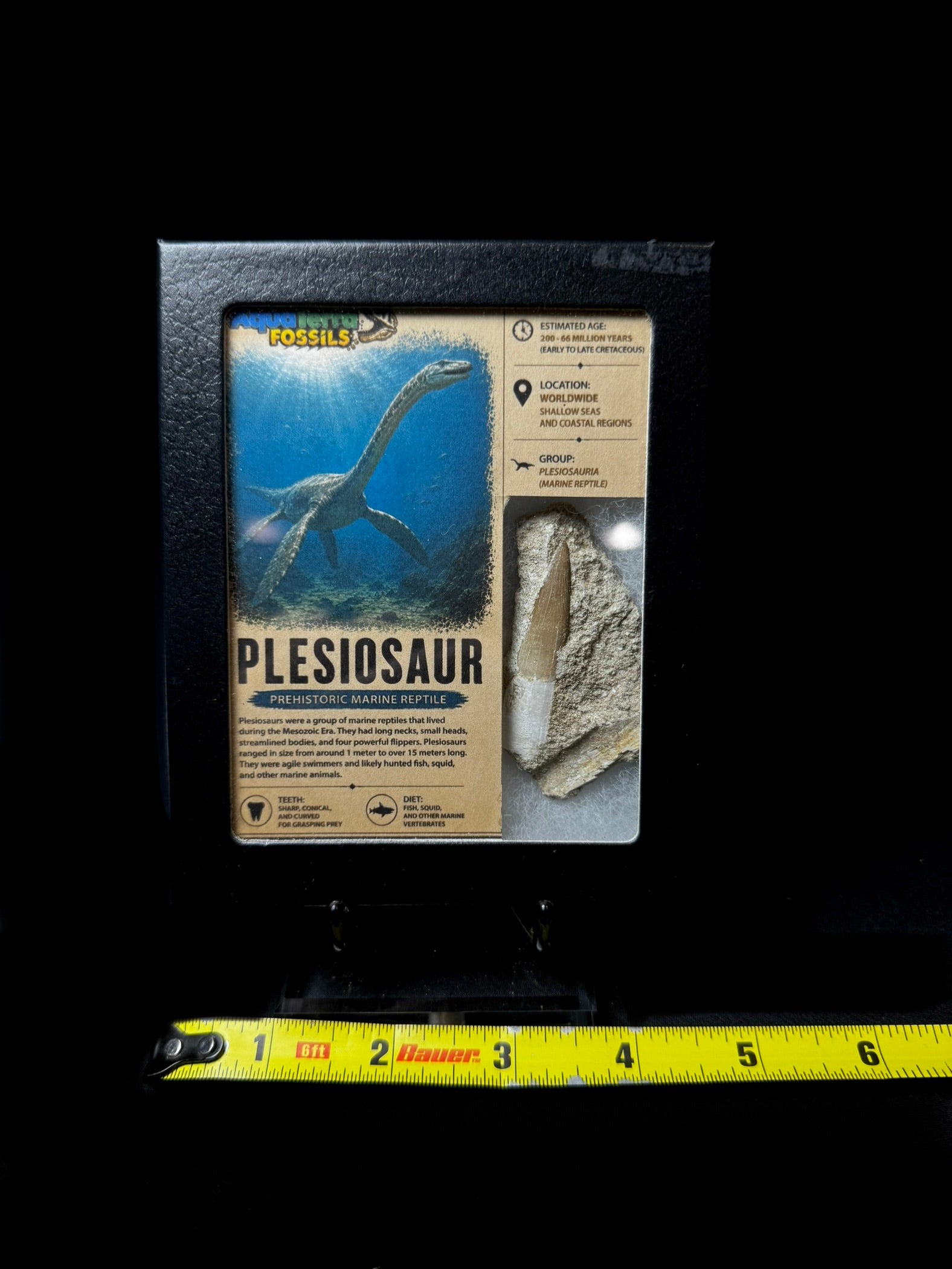 Plesiosaur Tooth In Matrix & Case