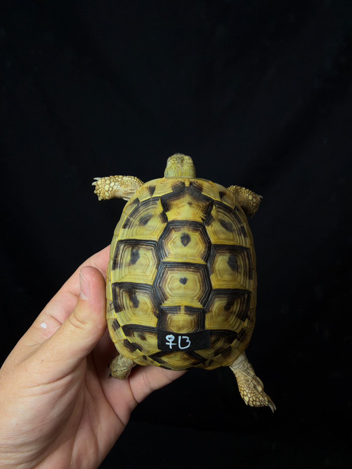 #13 Female Hermann’s Tortoise