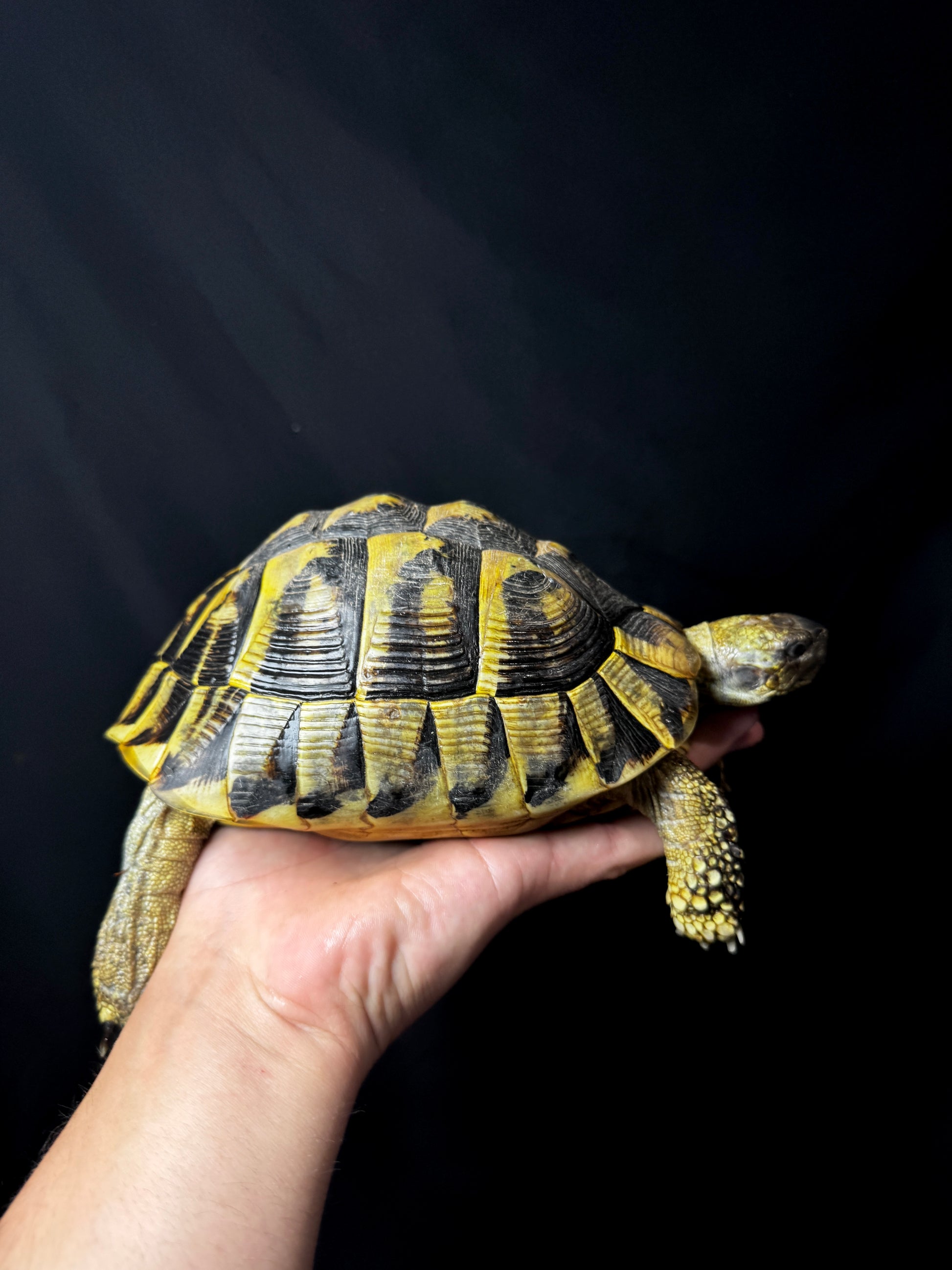 CB Breeder Female Herman’s Tortoise #1