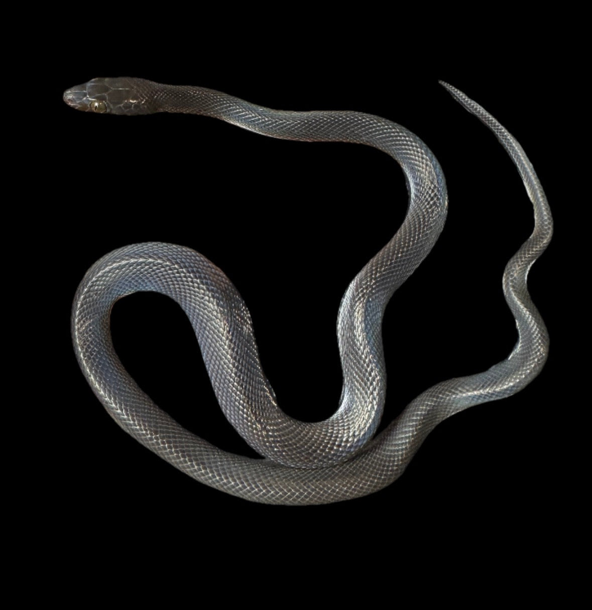 USACB Baby Black House Snake