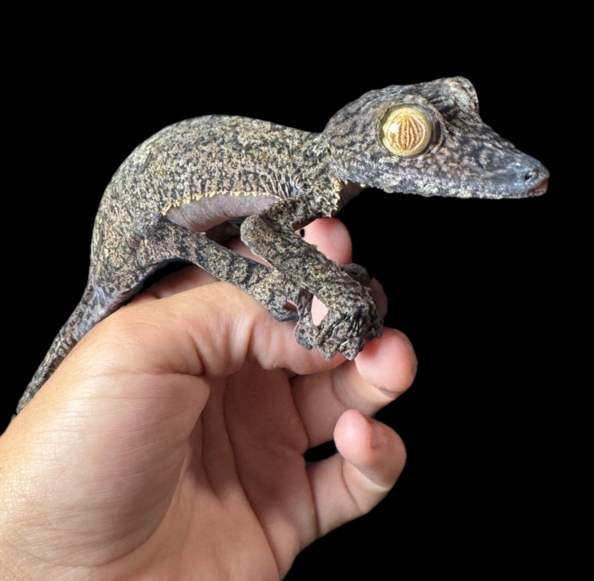 GIANT Fimbriatus Leaf Tail Gecko!