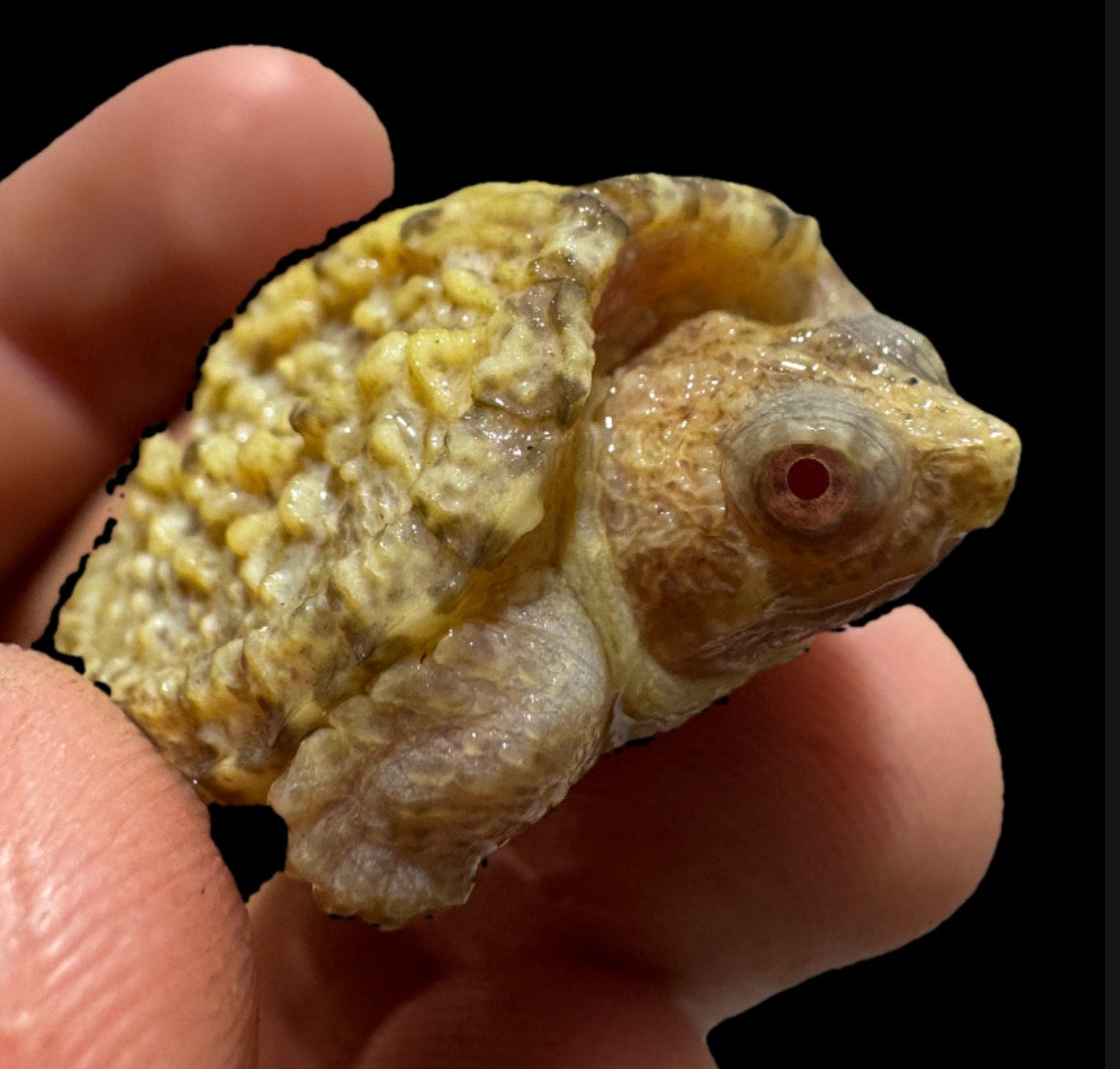 USA CB Albino Florida Snapper