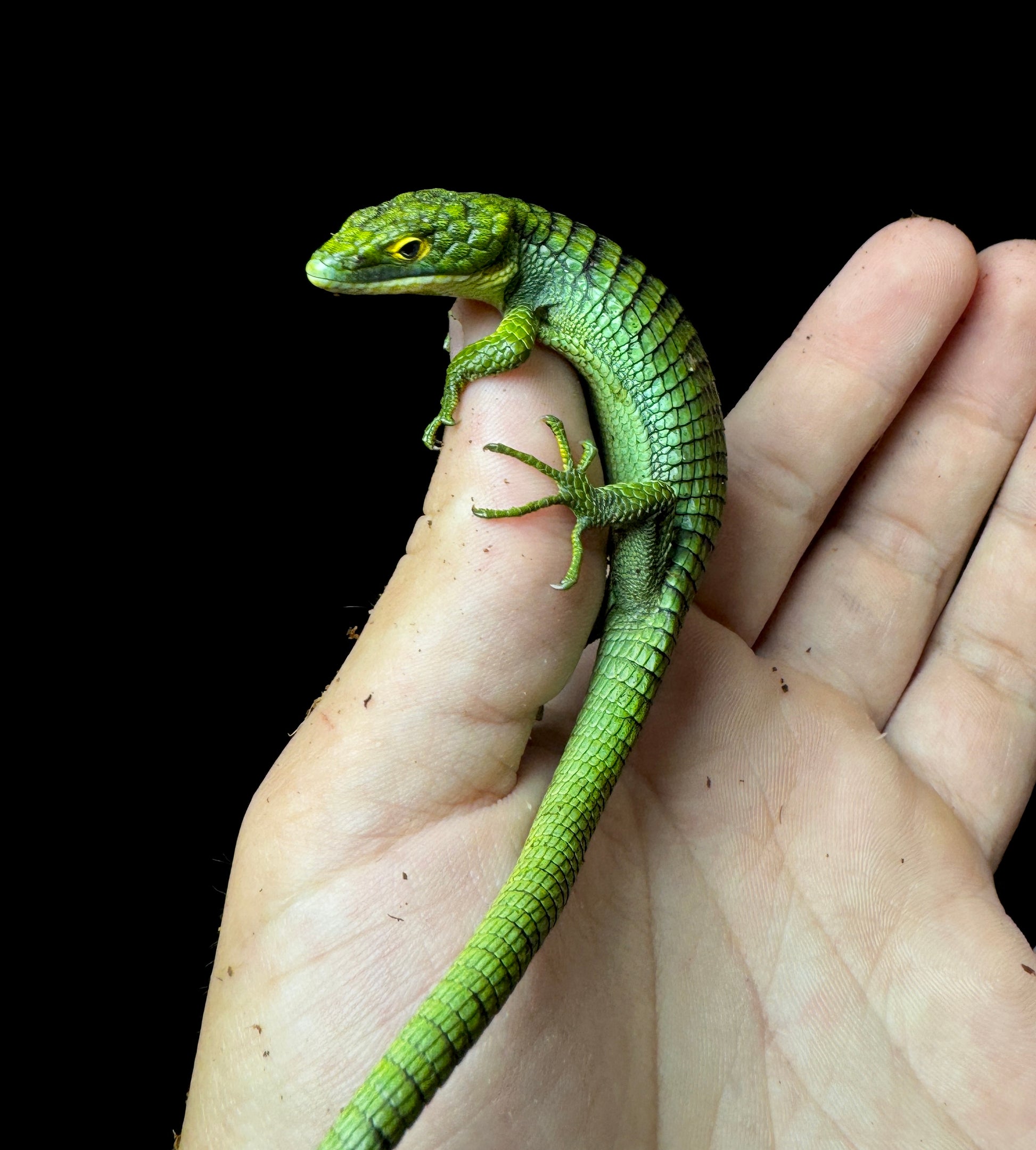 Female? Mexican Alligator Lizard (Abronia Graminea)