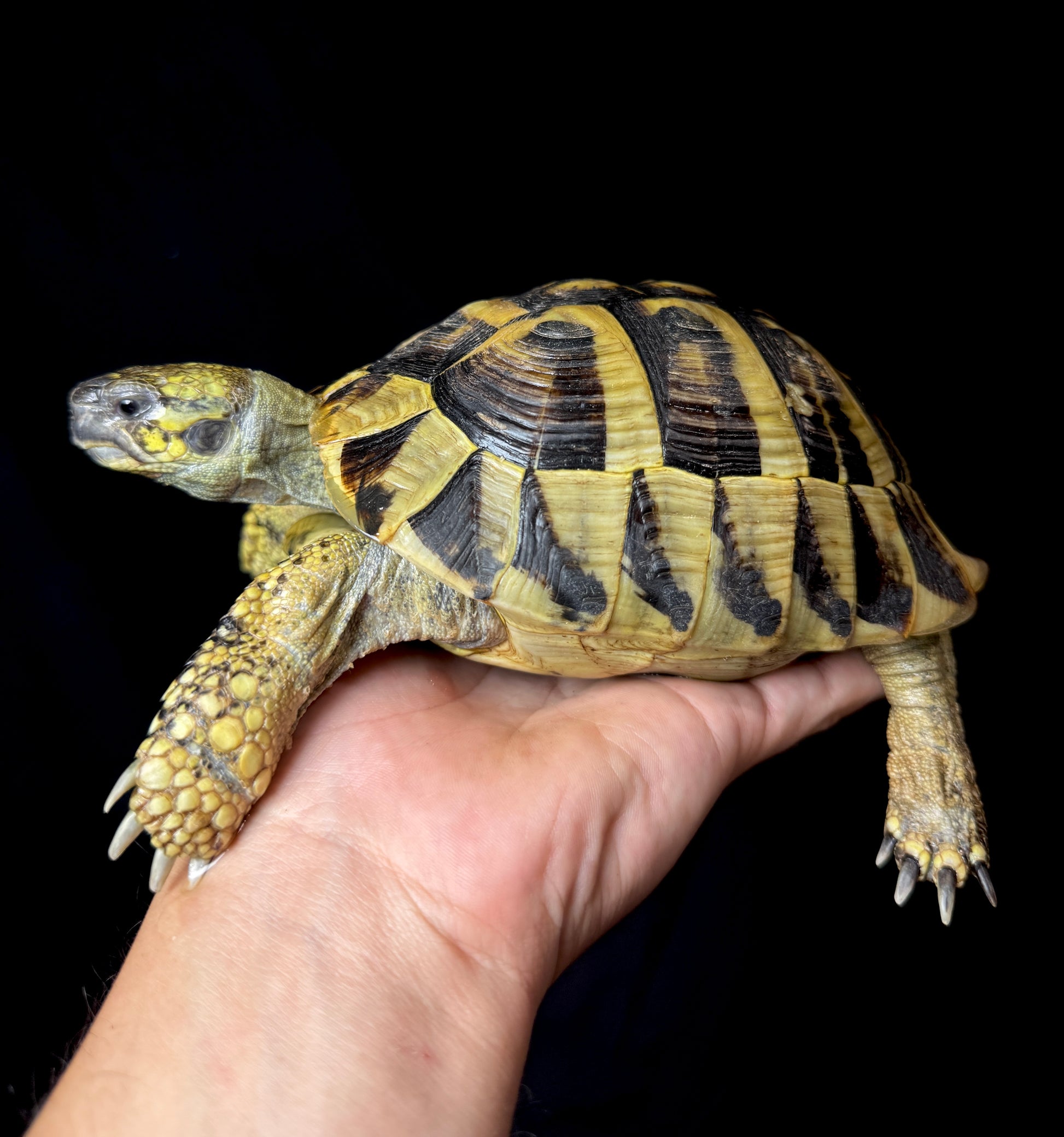 Breeder Male Herman’s Tortoise #1