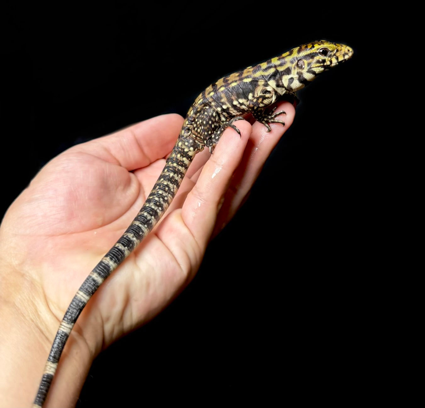 USACB B&W Tegu!