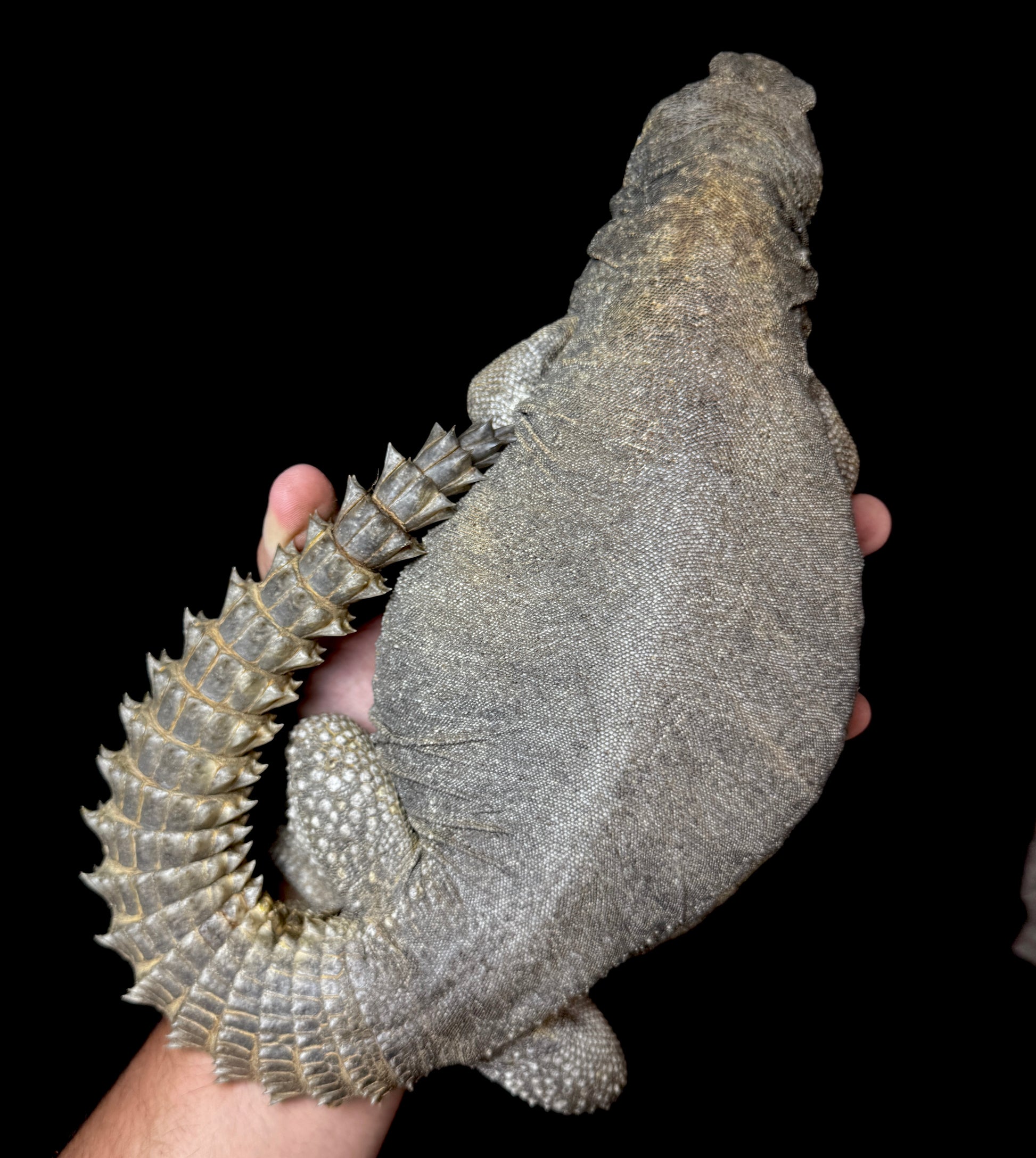 LTC GIANT Egyptian Uromastyx