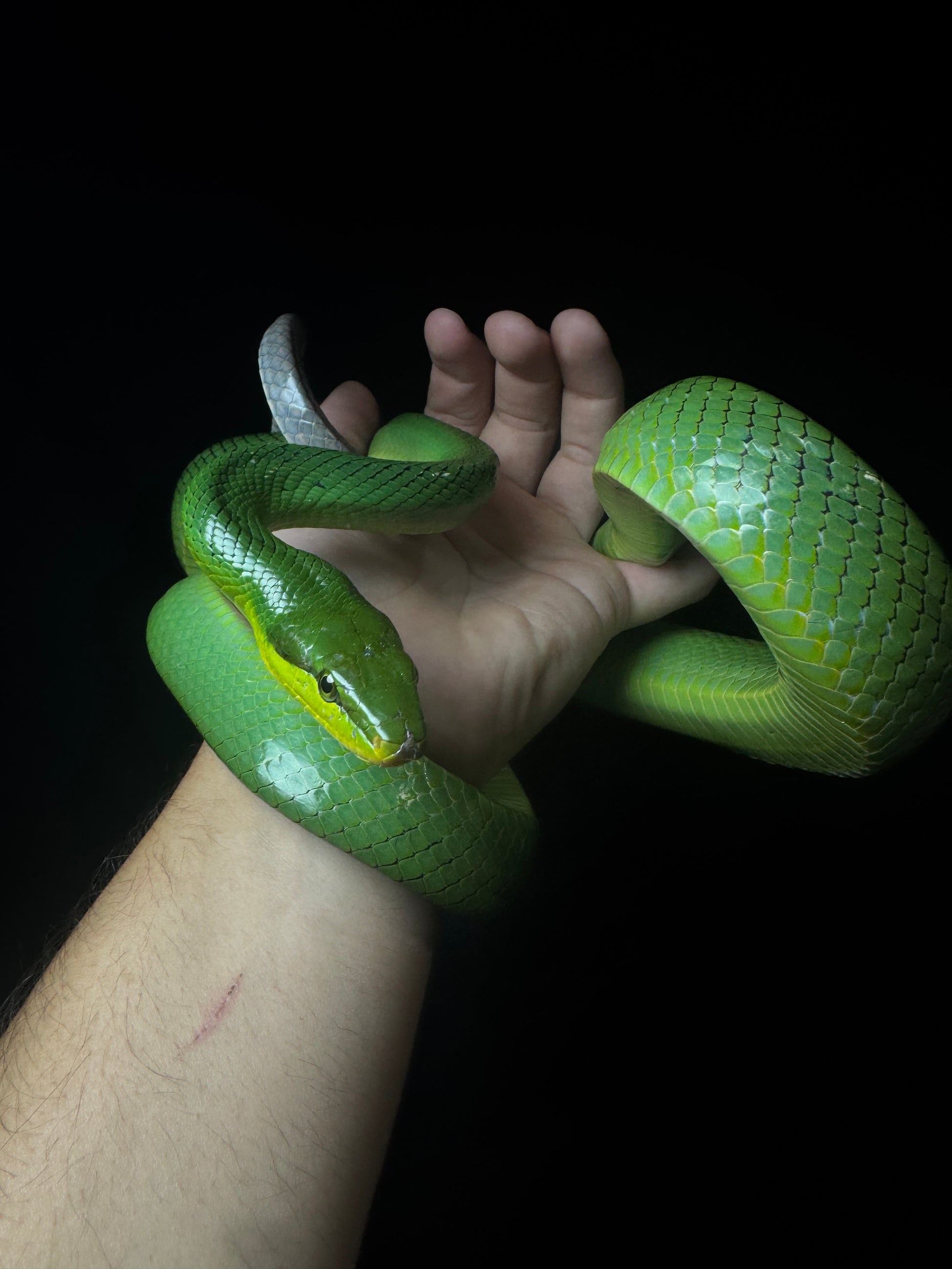 #1 Red-Tail Green Rat-snake