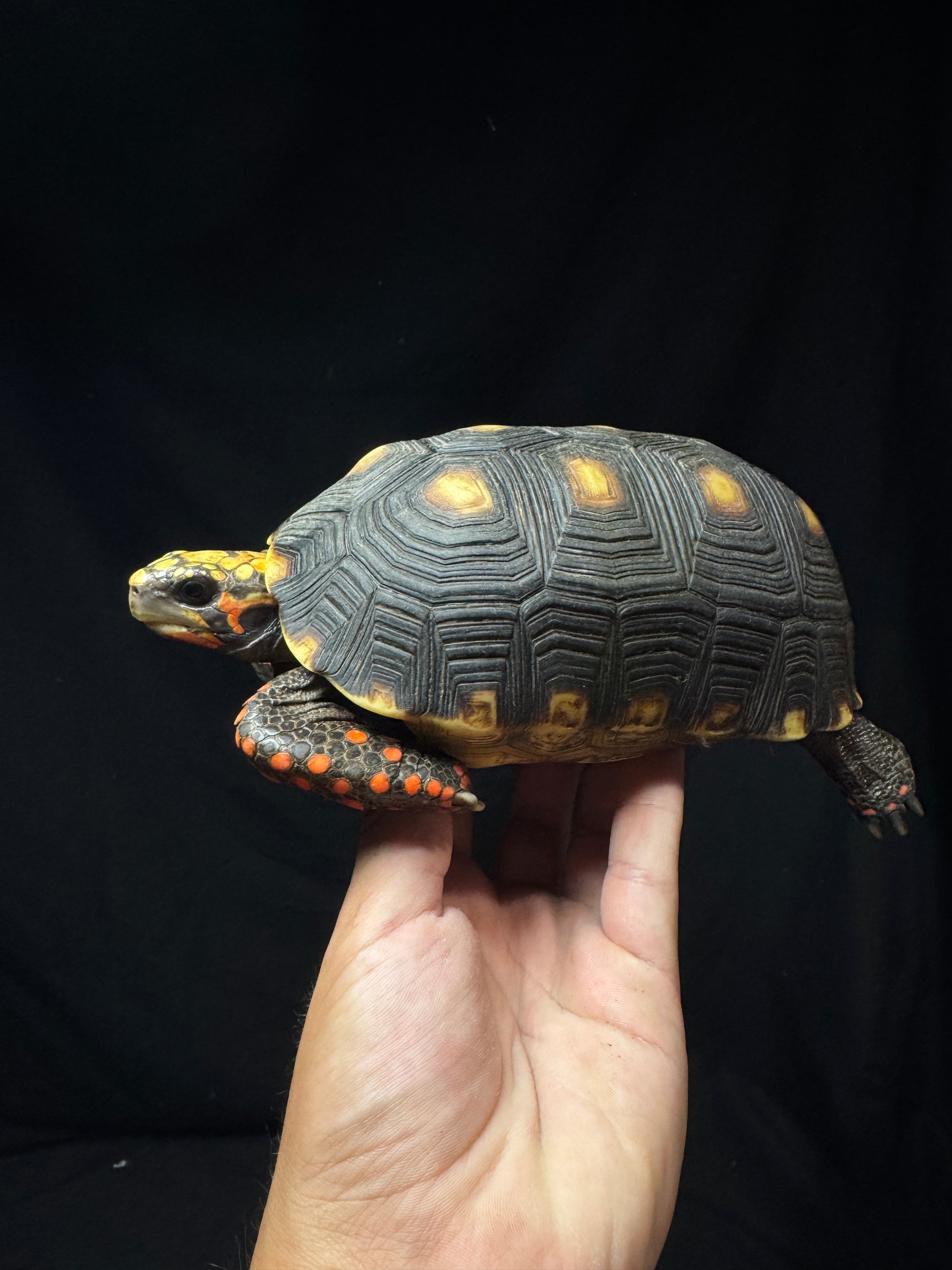 Male Redfoot B Grade