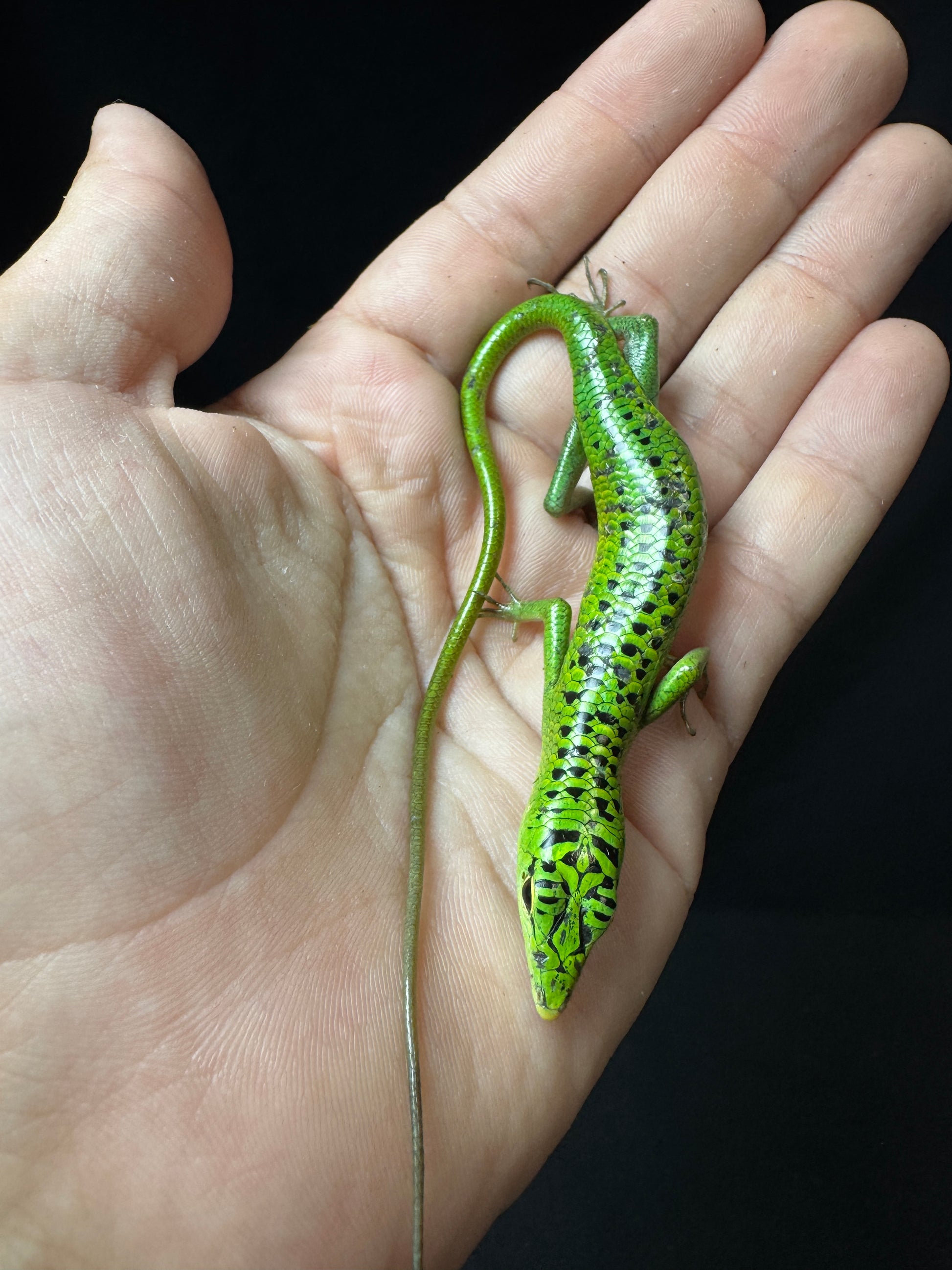 #9 Female Baby Black Spotted Emerald Tree Skink