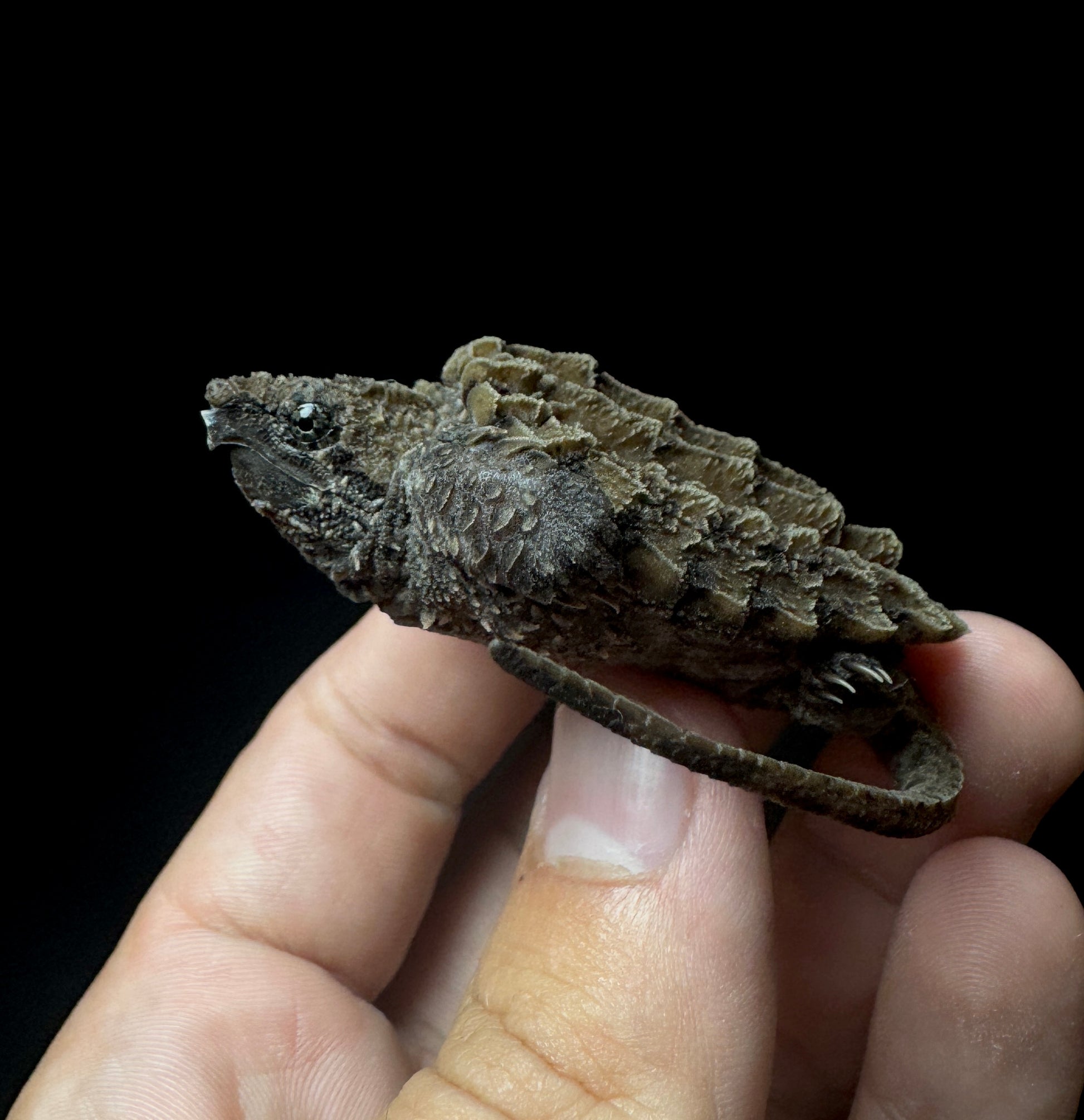 USACB Baby Alligator Snapping Turtle