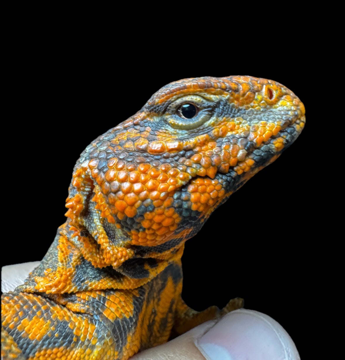 Adult Red Uromastyx