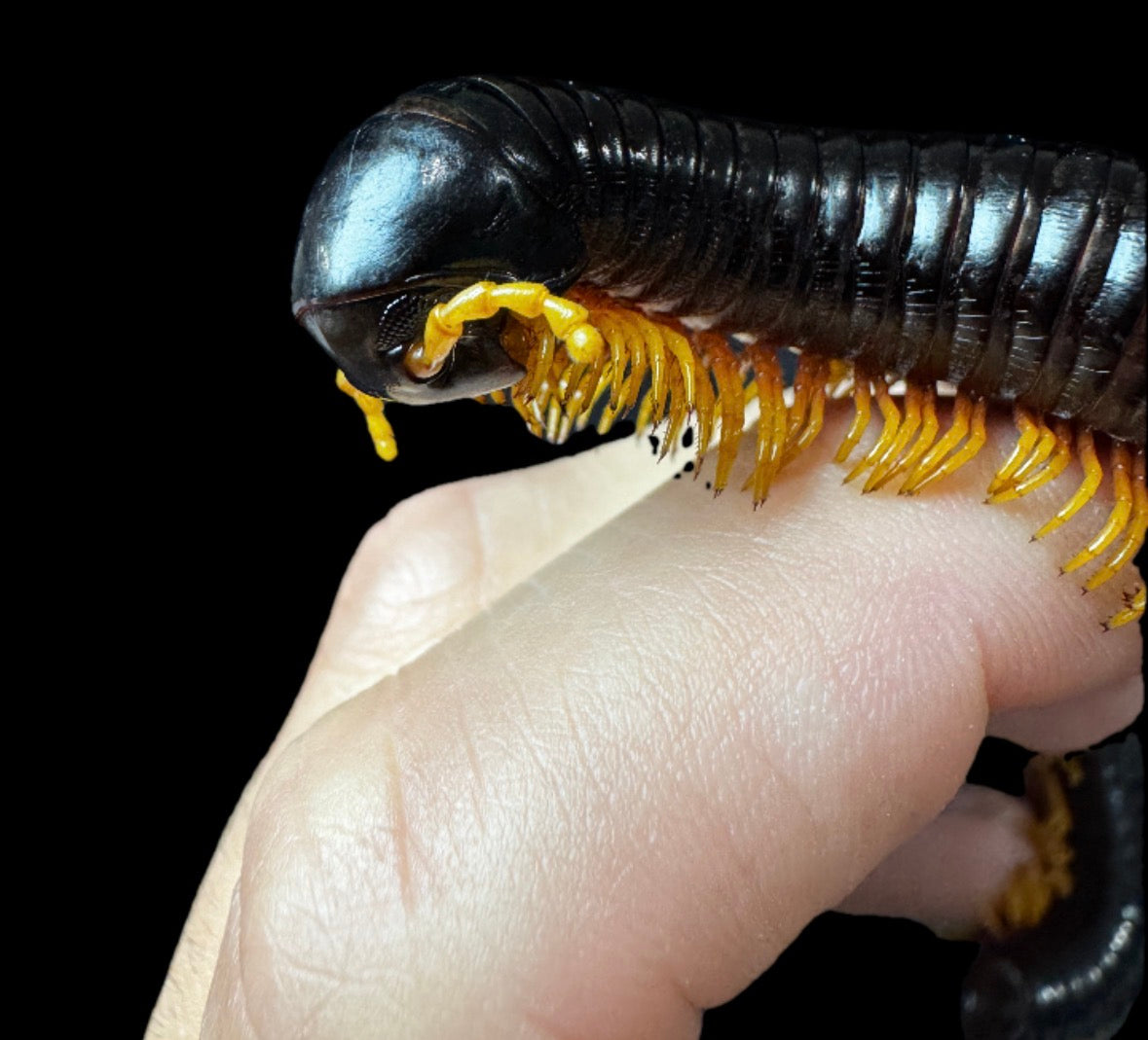 Inferno Ghost Rider Millipede