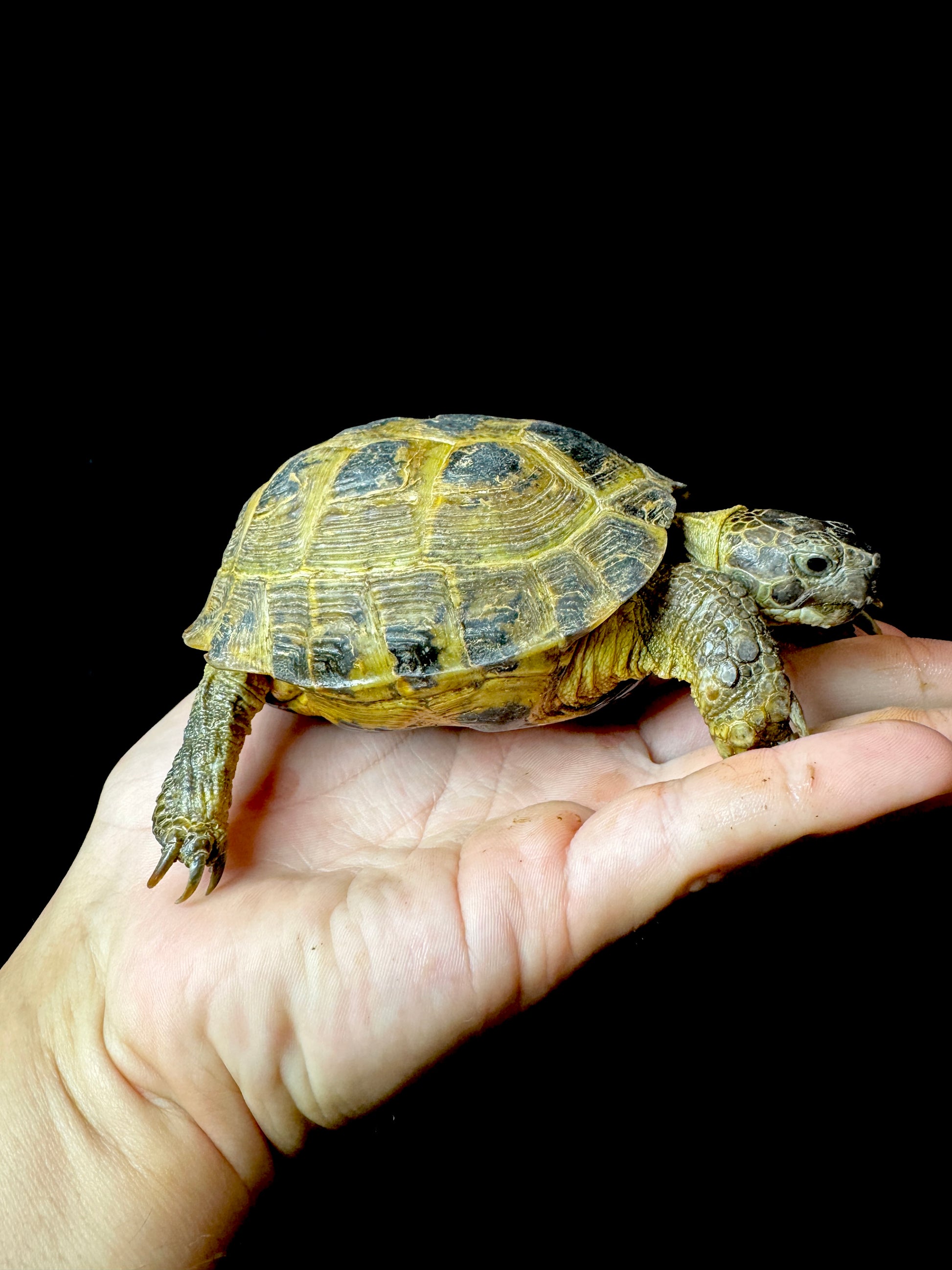 Exact Russian Tortoise Male #1