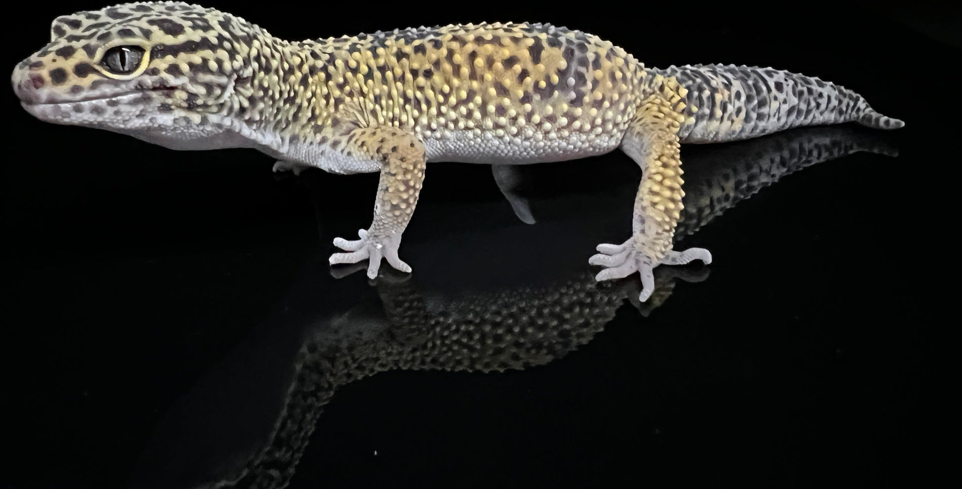 Normal Leopard Gecko