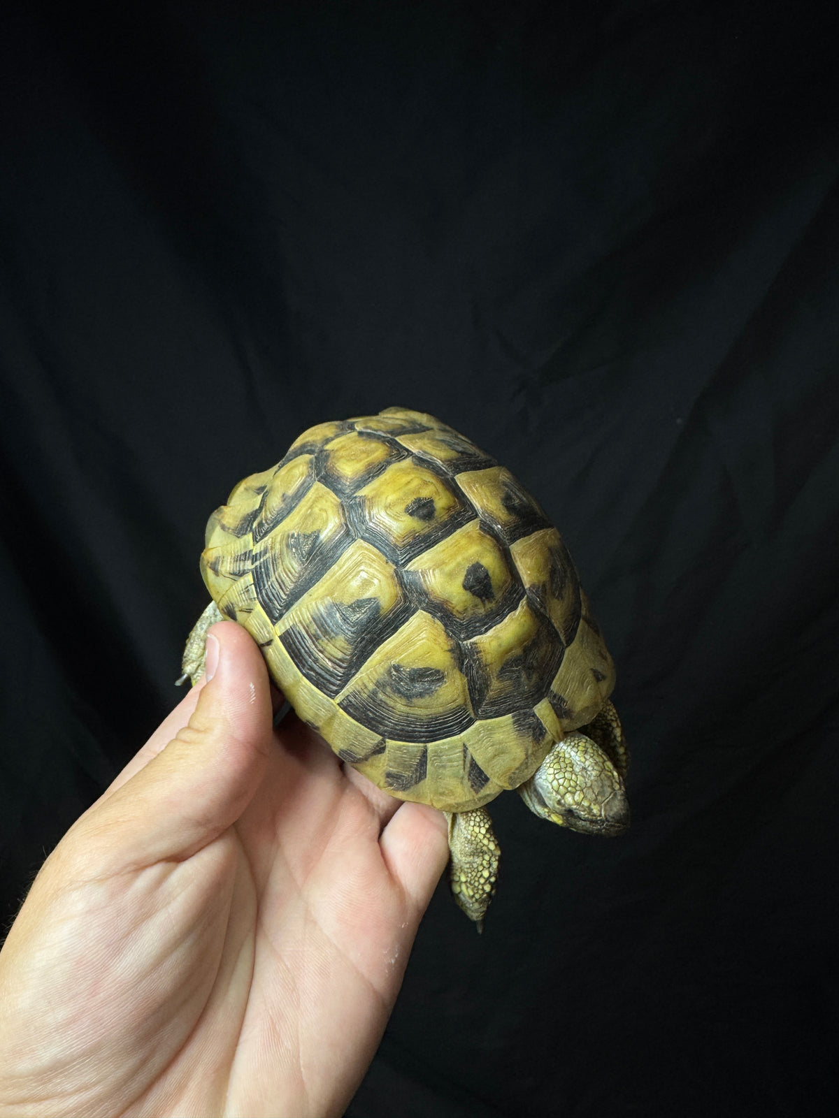 #5 Female Hermann’s Tortoise