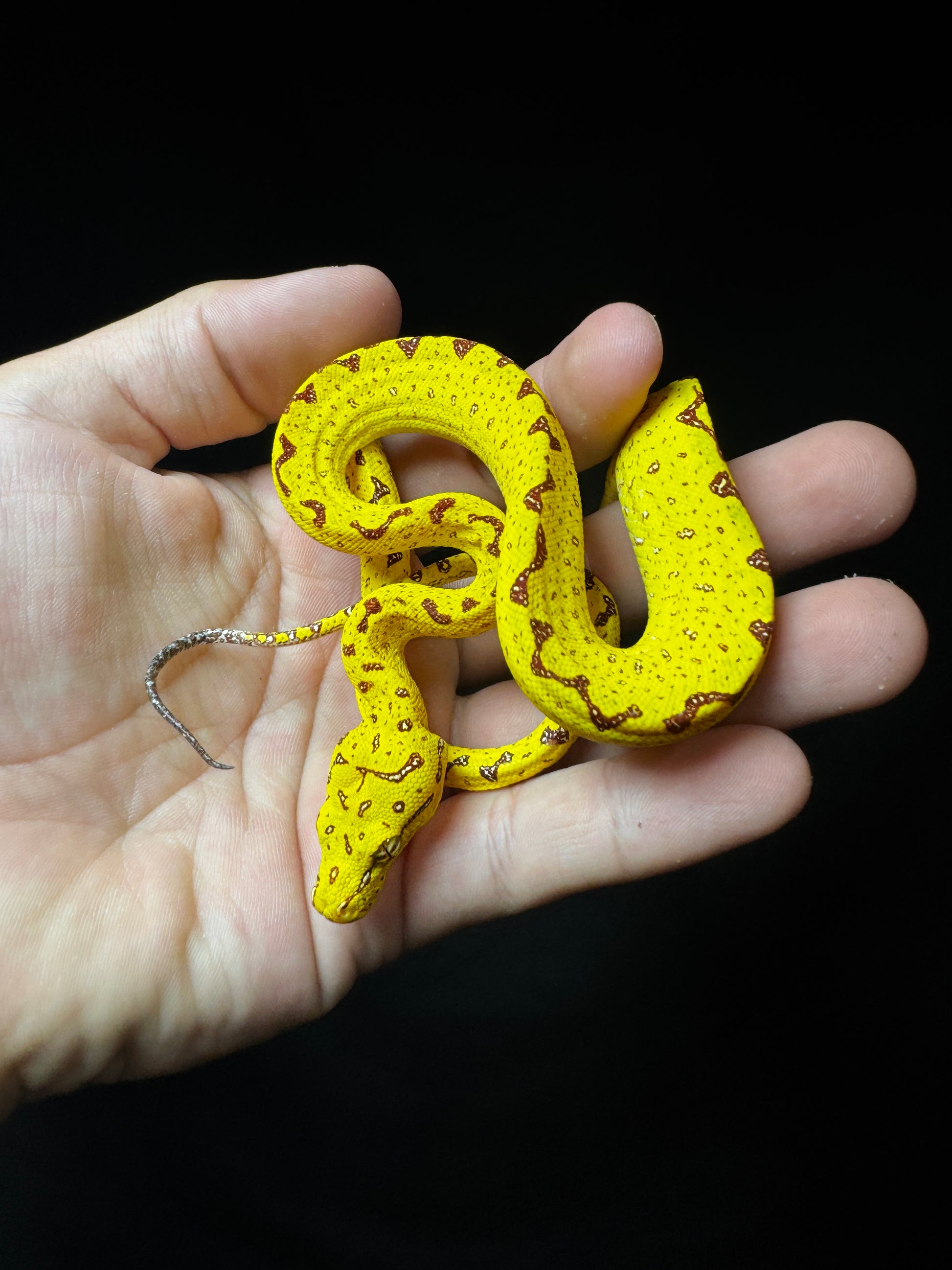 #1 CB Green Tree Python