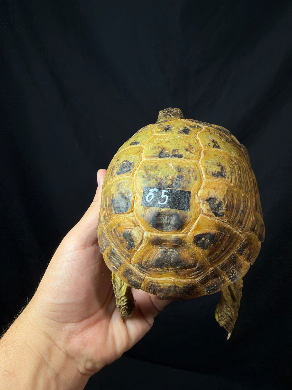 #5 Russian Tortoise Male