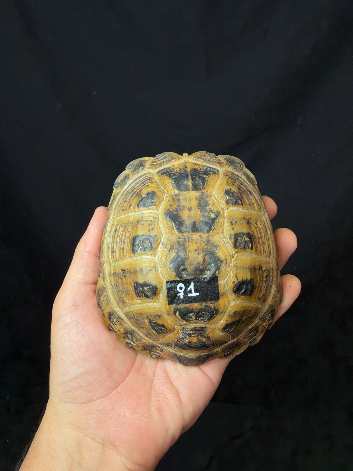#1 Female Russian Tortoise