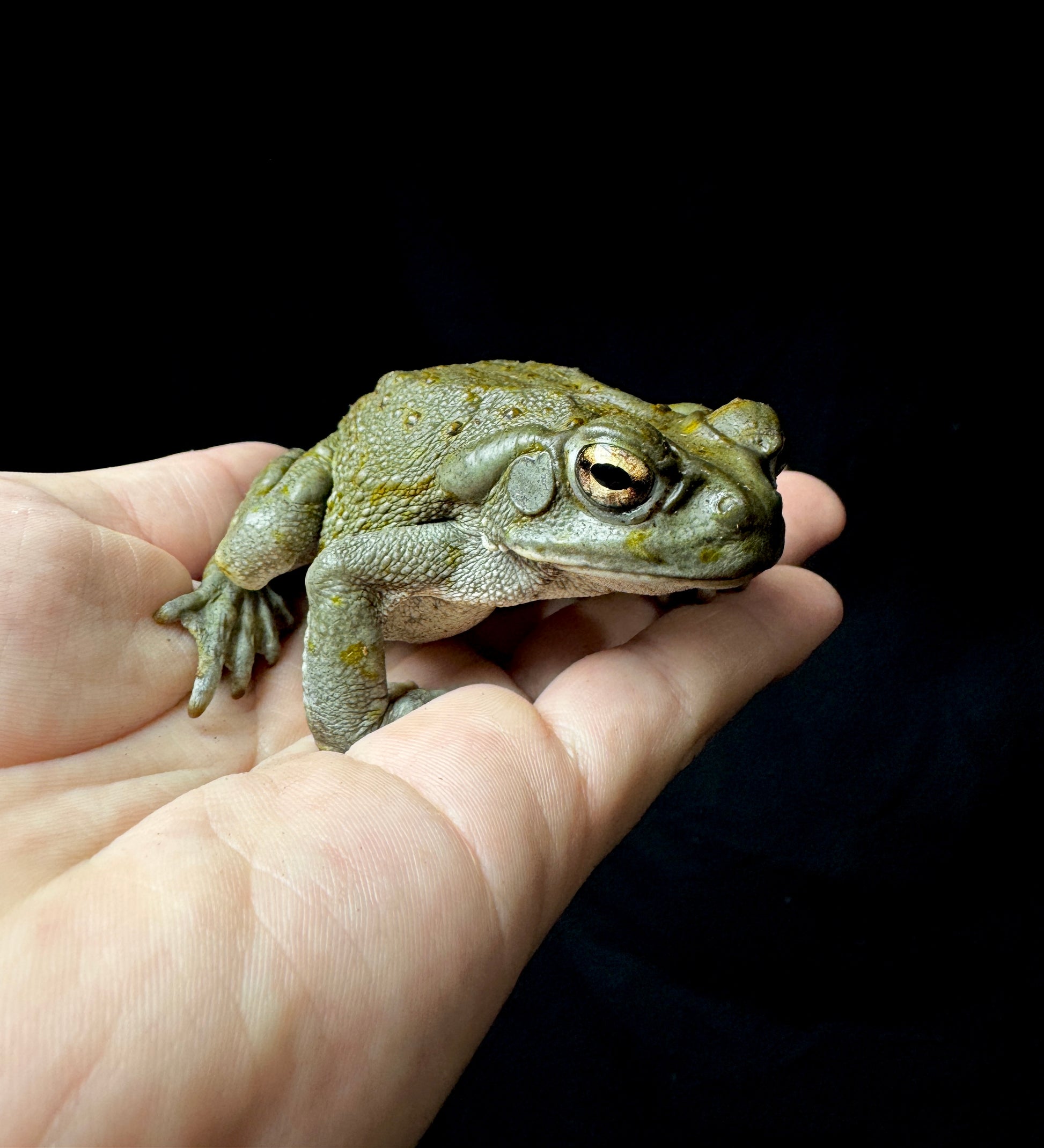 Juvinile Colorado River Toad