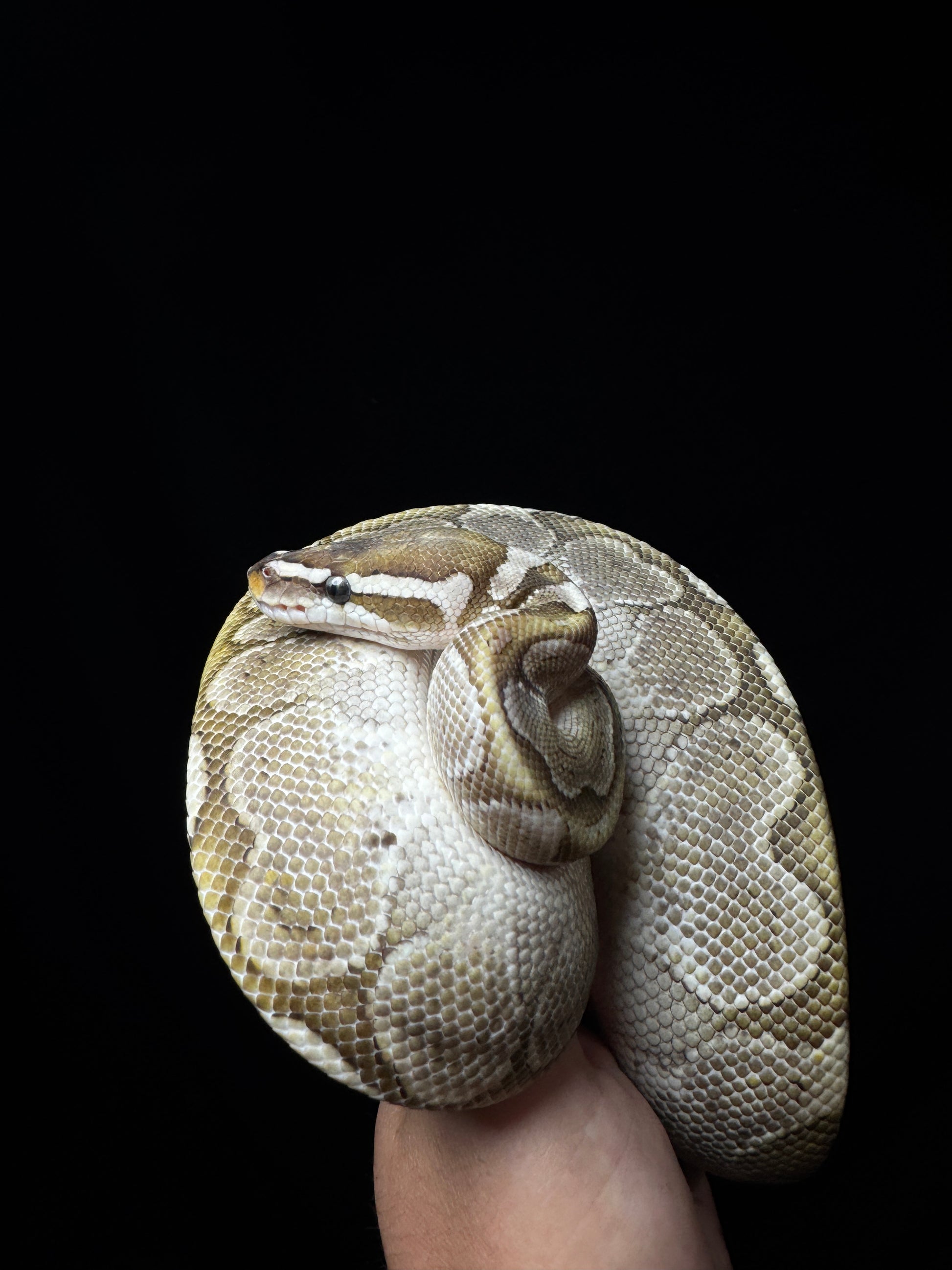 Female Ghi Pastel Bamboo Het Clown