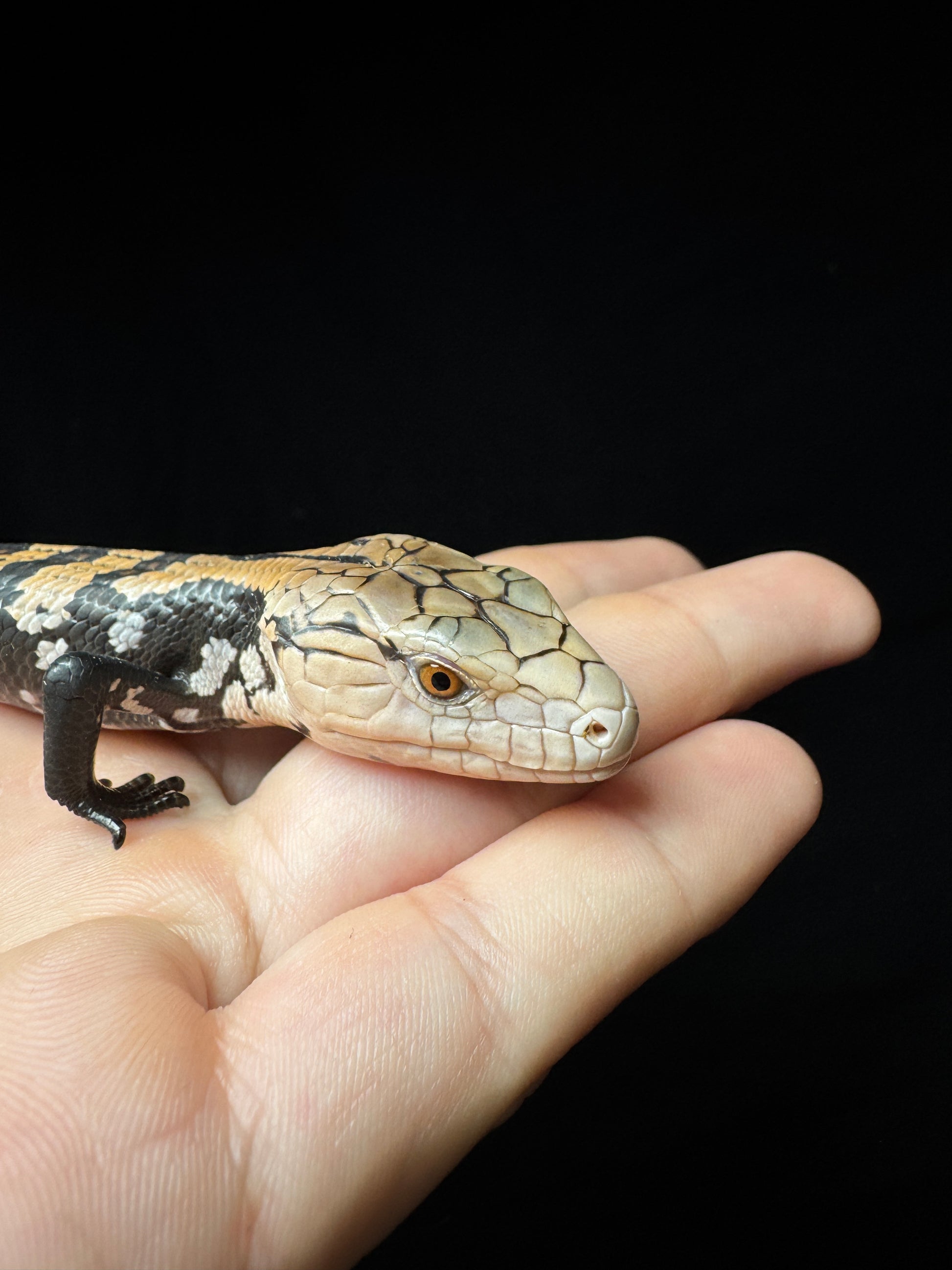 #1 Blue Tongue Skink