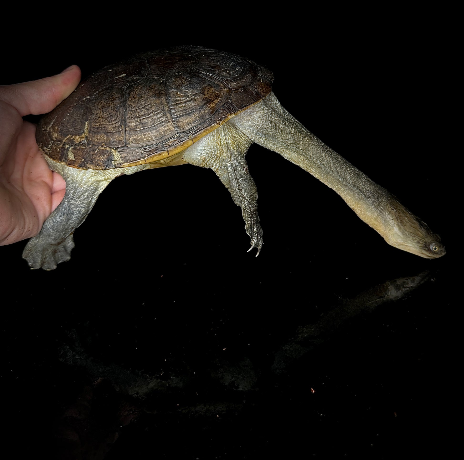 Adult Norther Snake Neck Turtle!