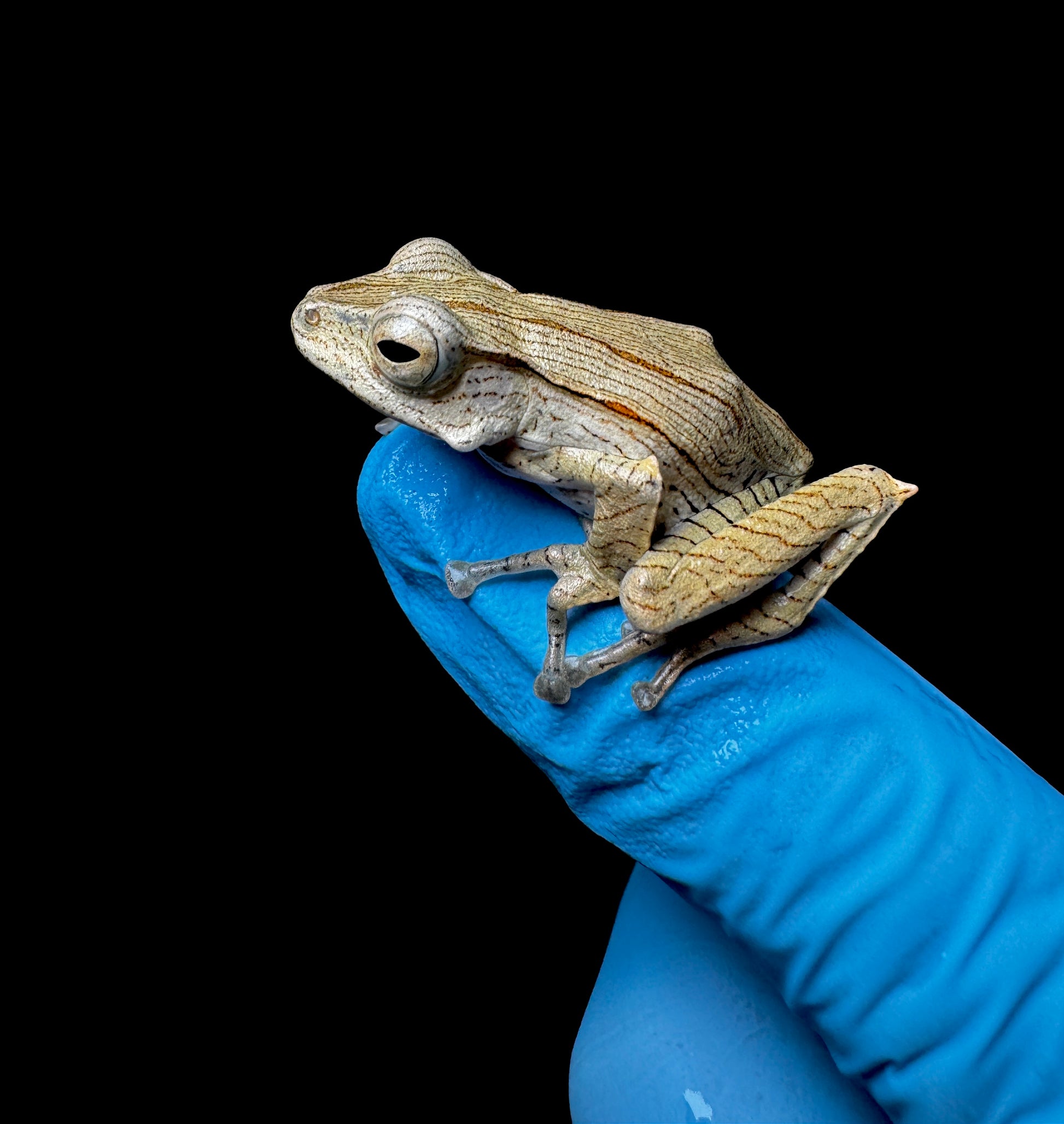 USACB Borneo Eared Frog
