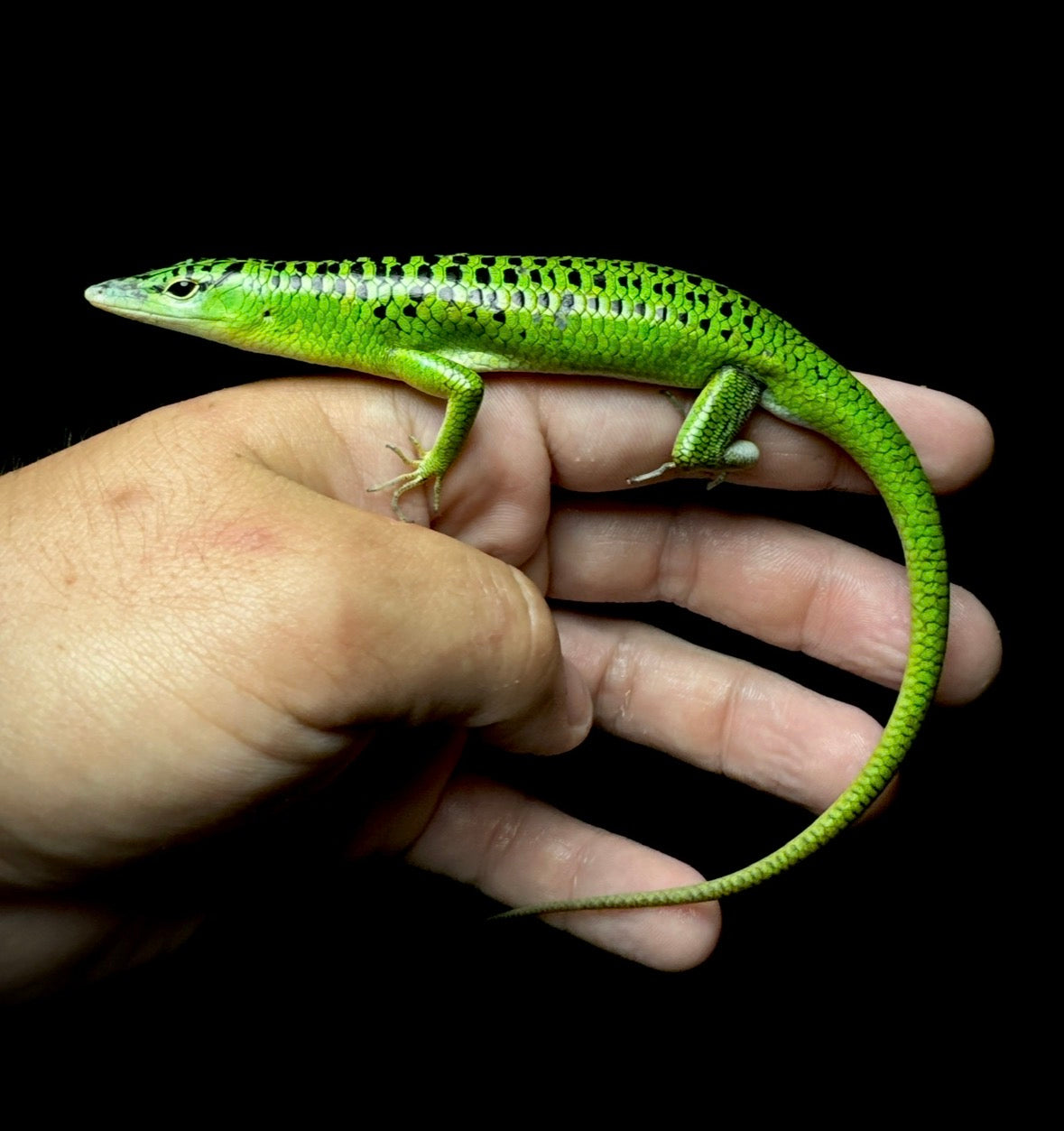 Black Spotted Emerald Tree Skink!