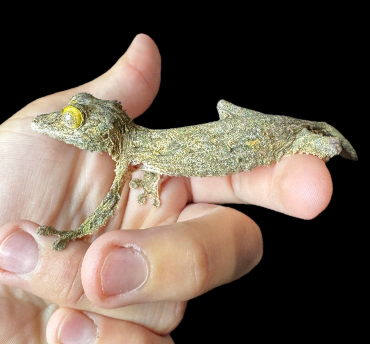 Geckos – AquaTerra Exotic Pets