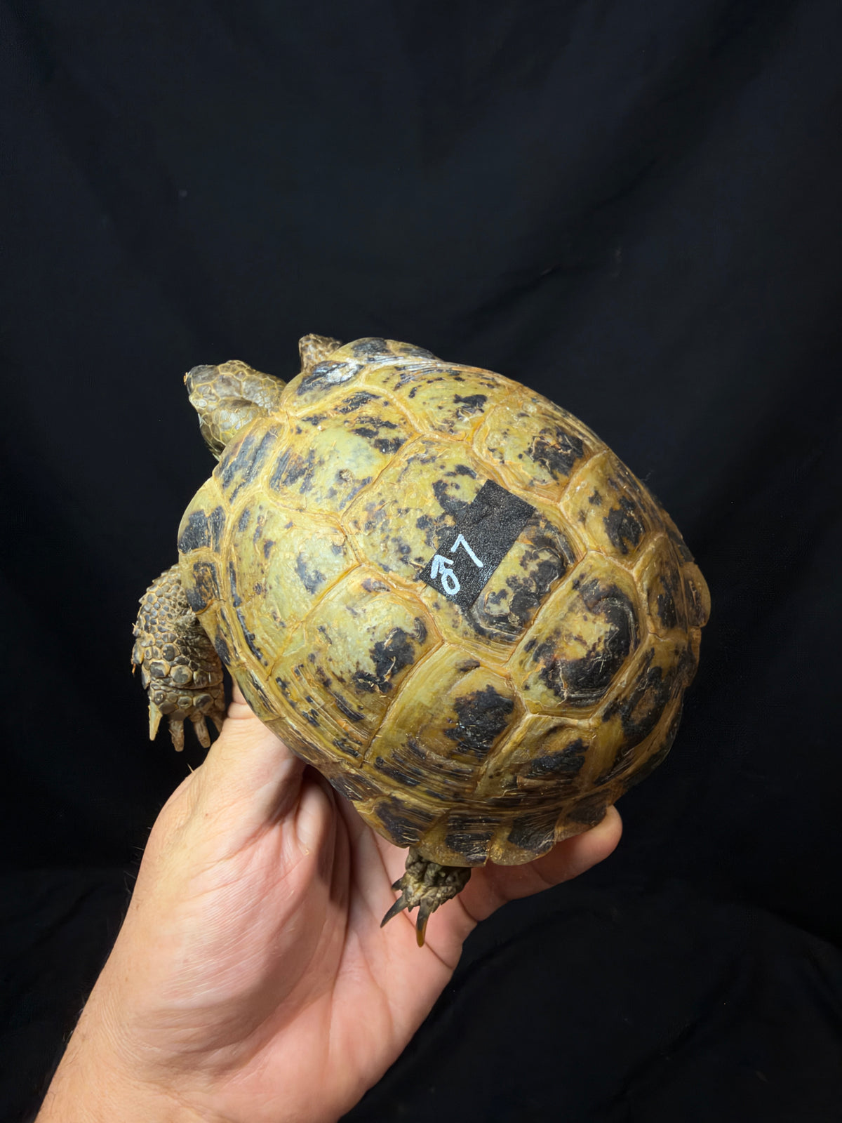 #6 Russian Tortoise Male