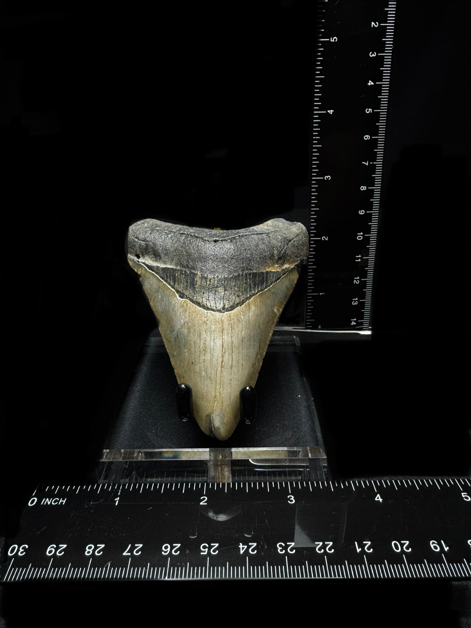 #12 3.75” Meg Tooth